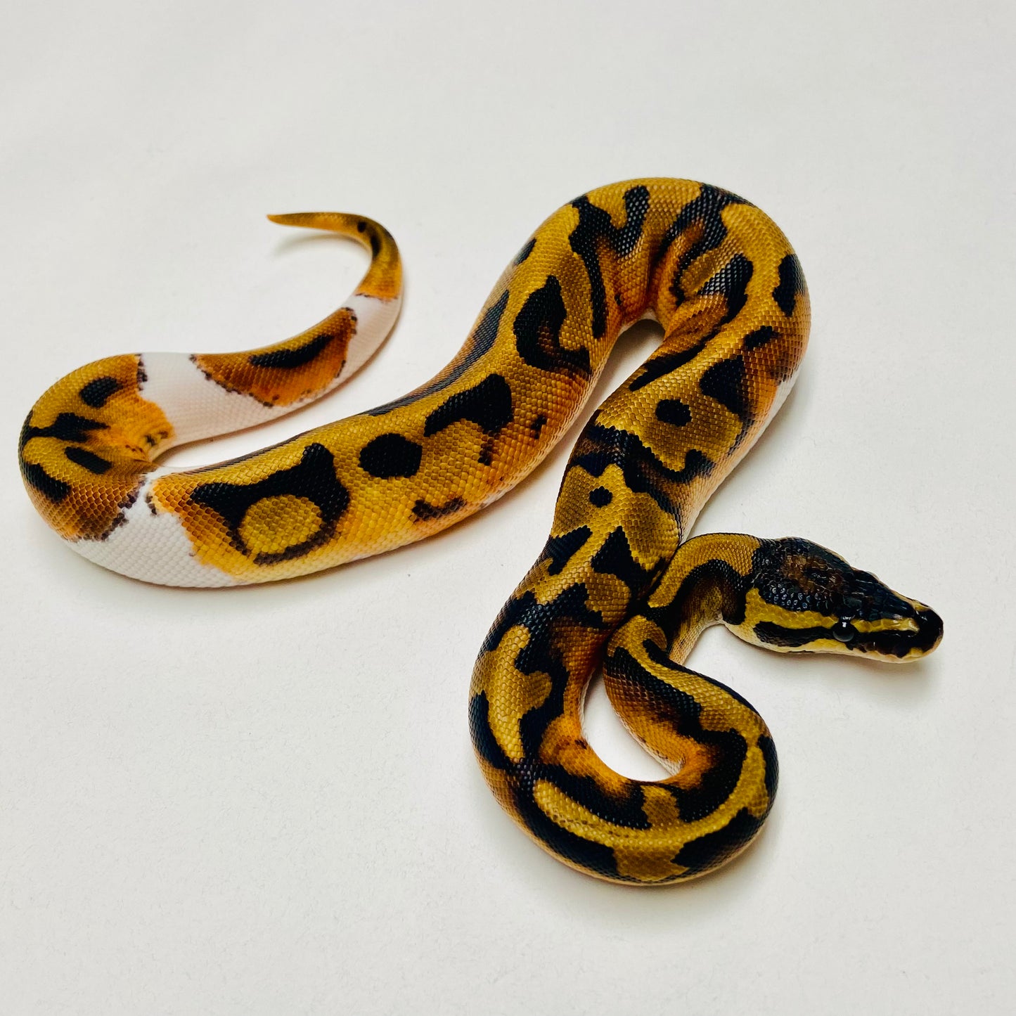 Pied Het Albino Ball Python Female 2025F05