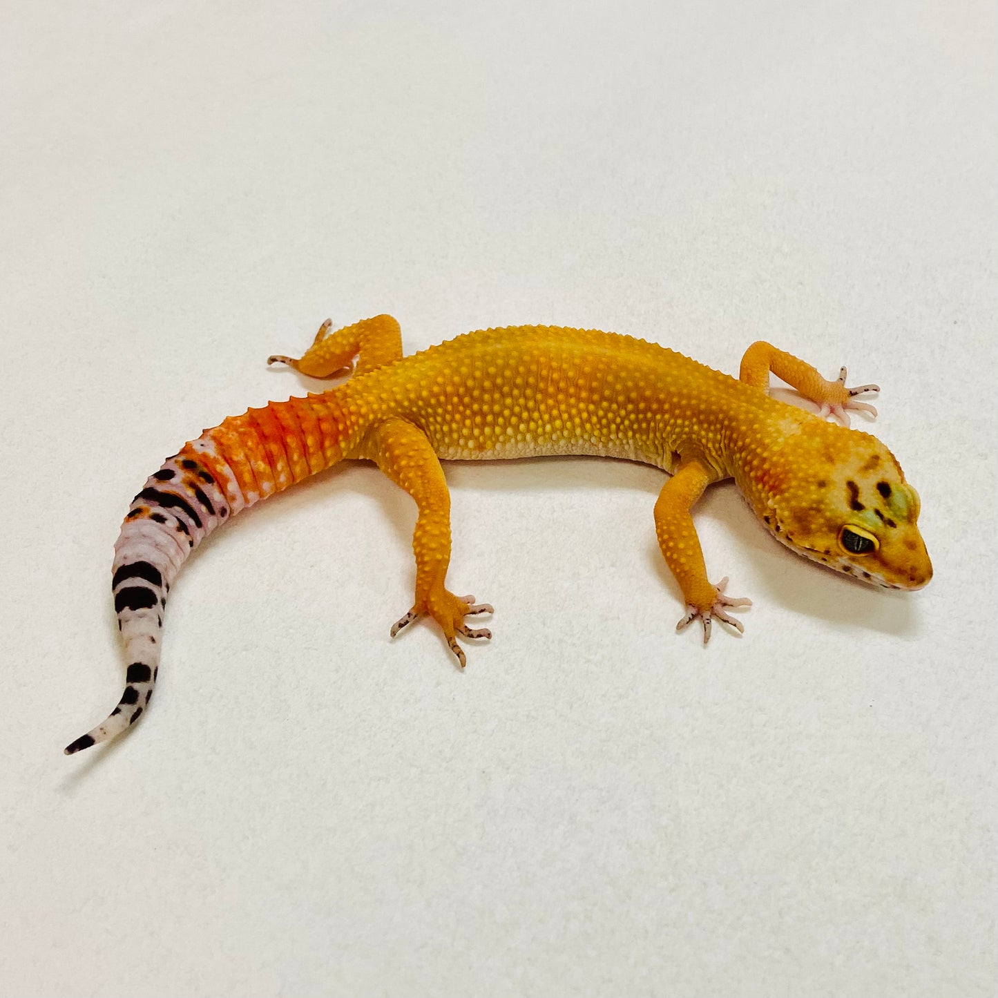 Hypo Tangerine Leopard Gecko Female 2025-204
