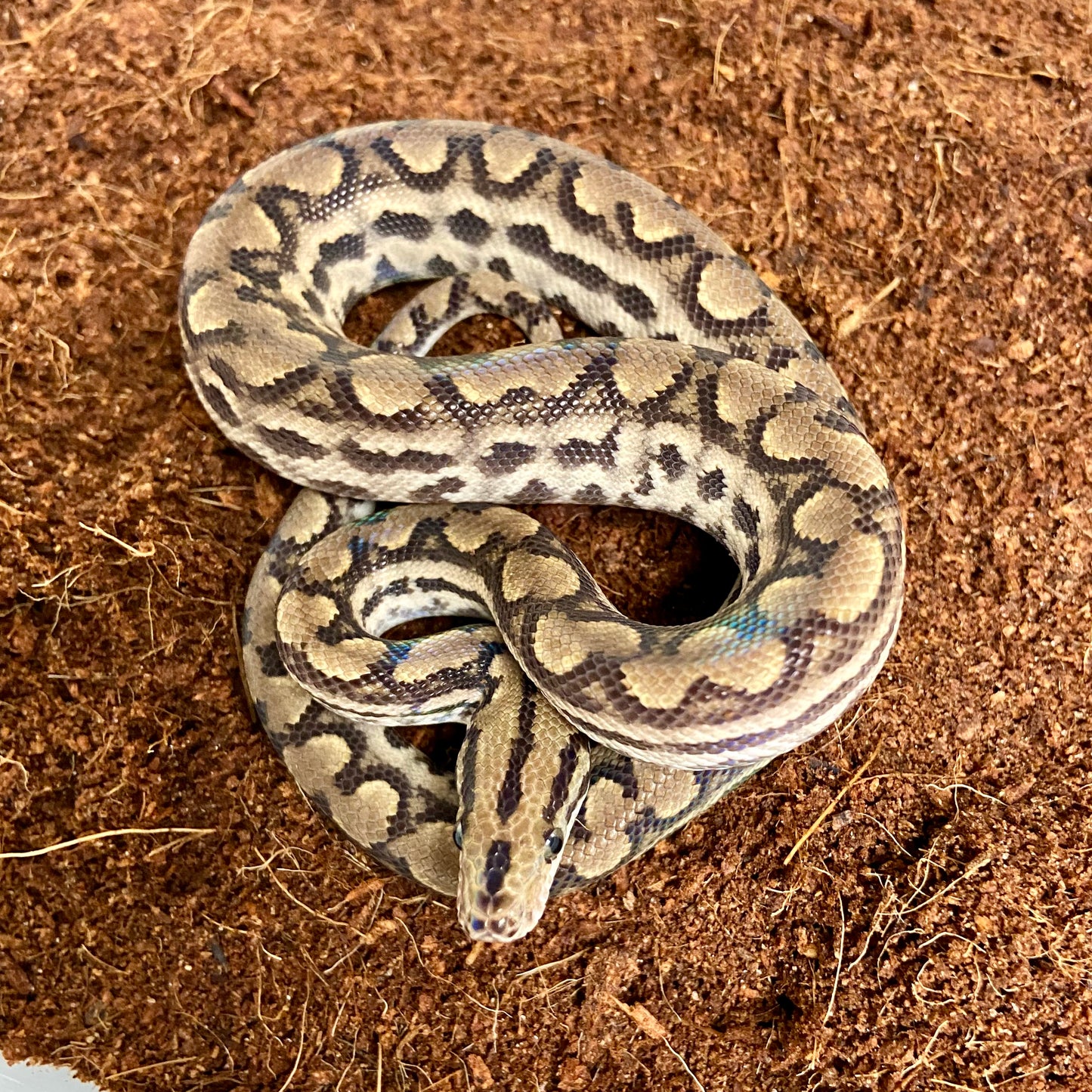 Colombian Rainbow Boa 2025 Female F03
