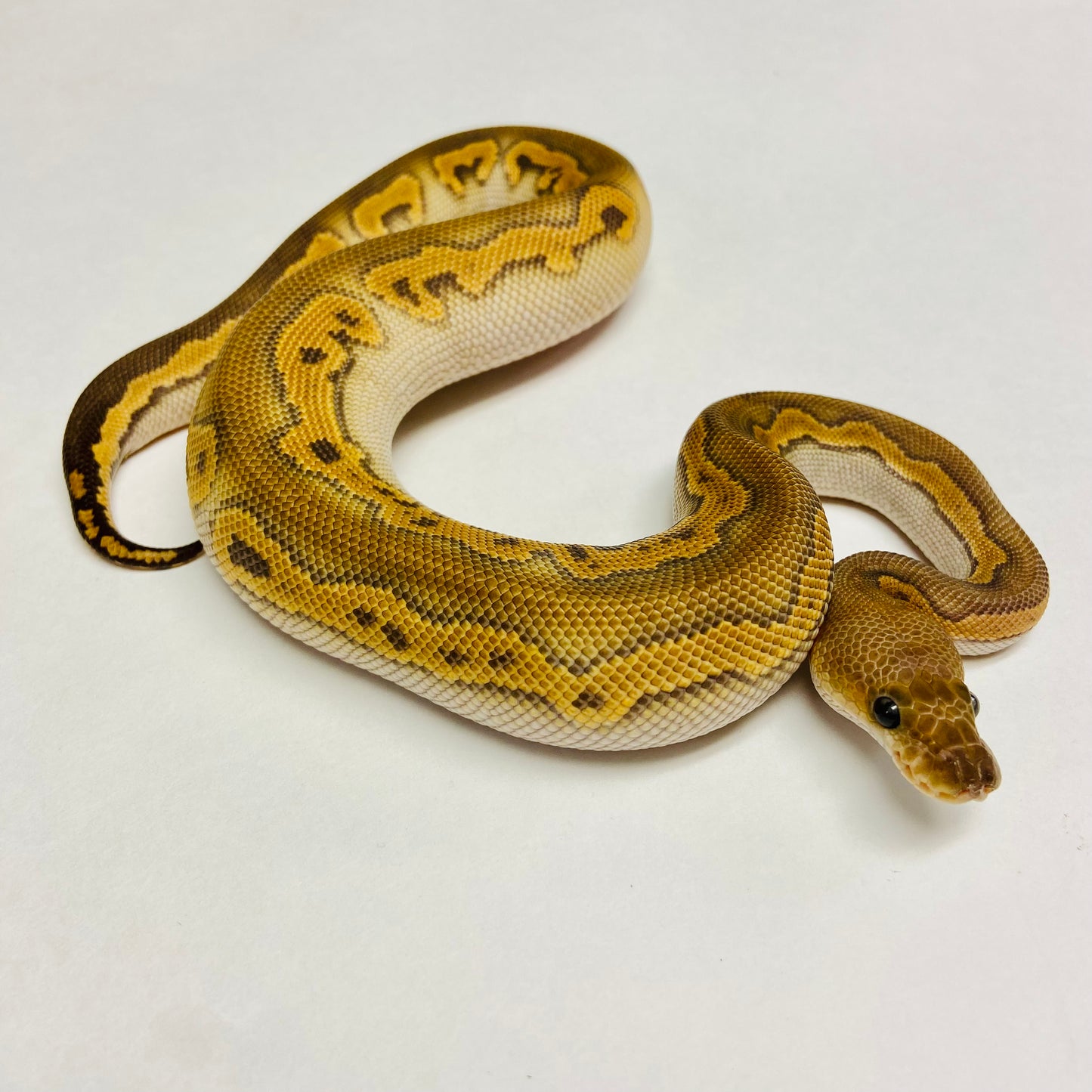 Black Pastel Enchi Clown Ball Python - Male #2023M01