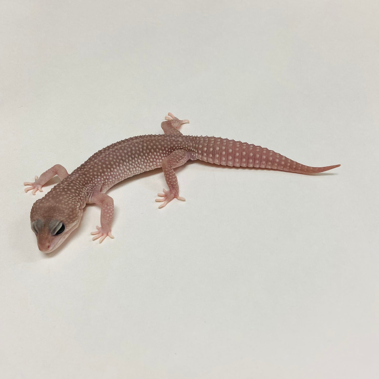 Super Snow Murphy Patternless Leopard Gecko Male B-C2-71124-1