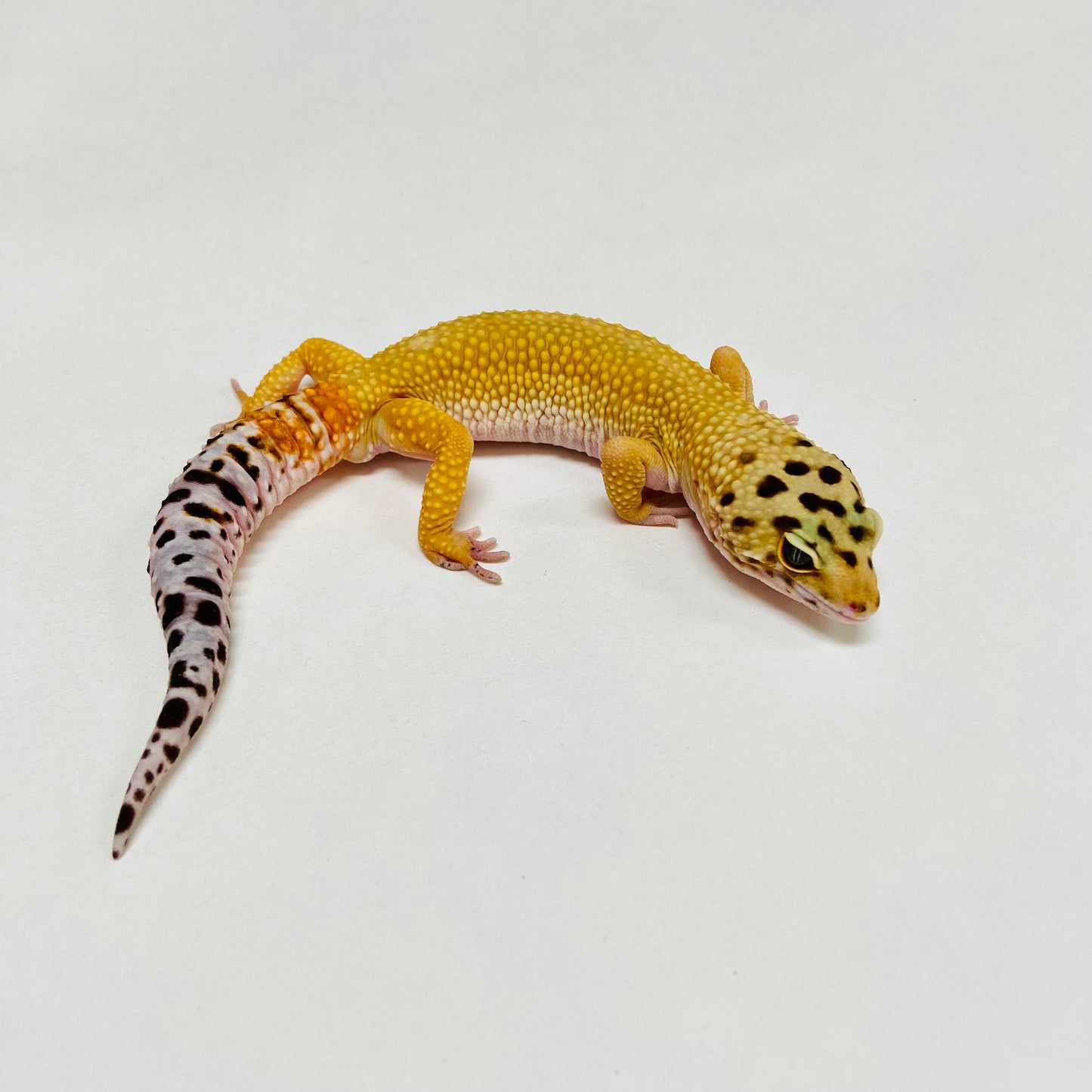 Super Hypo Tangerine Carrot Tail Leopard Gecko Male B-B8-102424-1