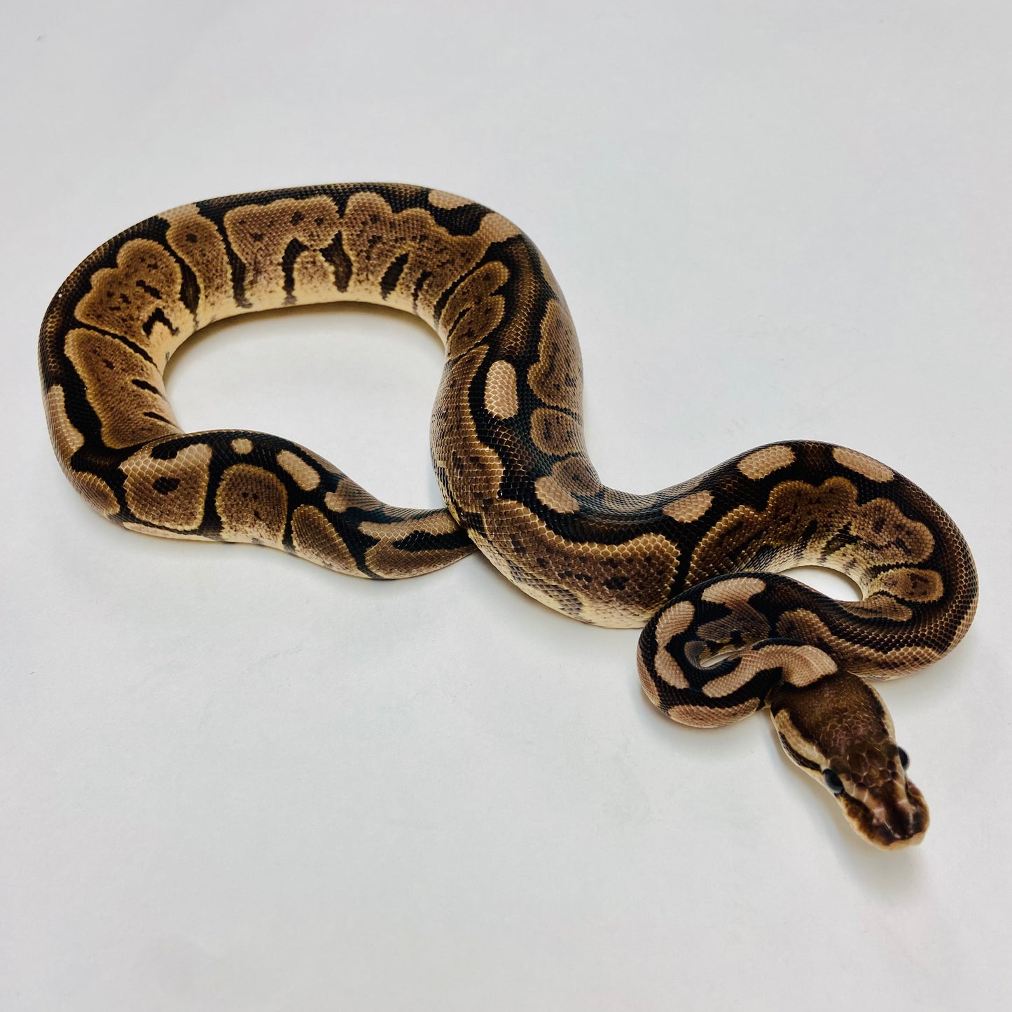Lori Cinnamon Woma Ball Python - Female #2022F01
