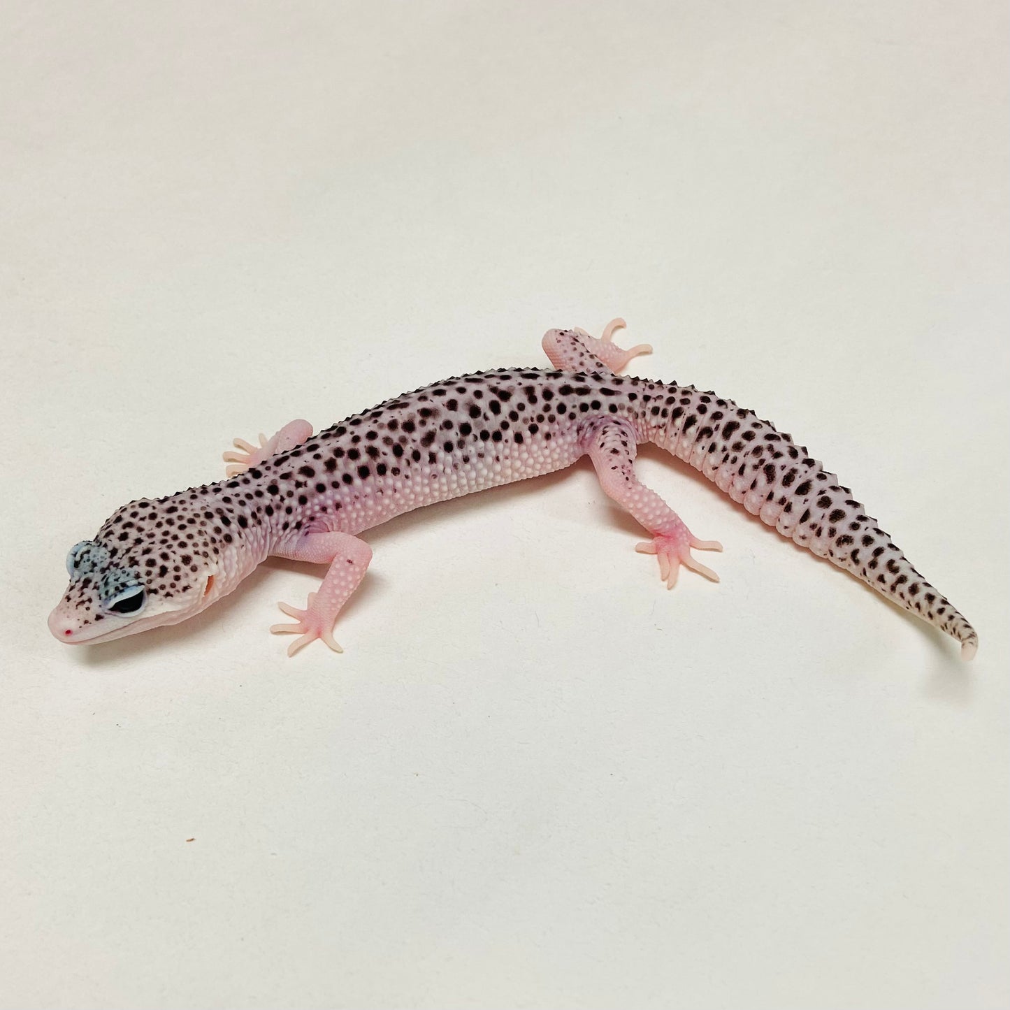 Super Snow Eclipse Leopard Gecko Female A-B11-21024-1