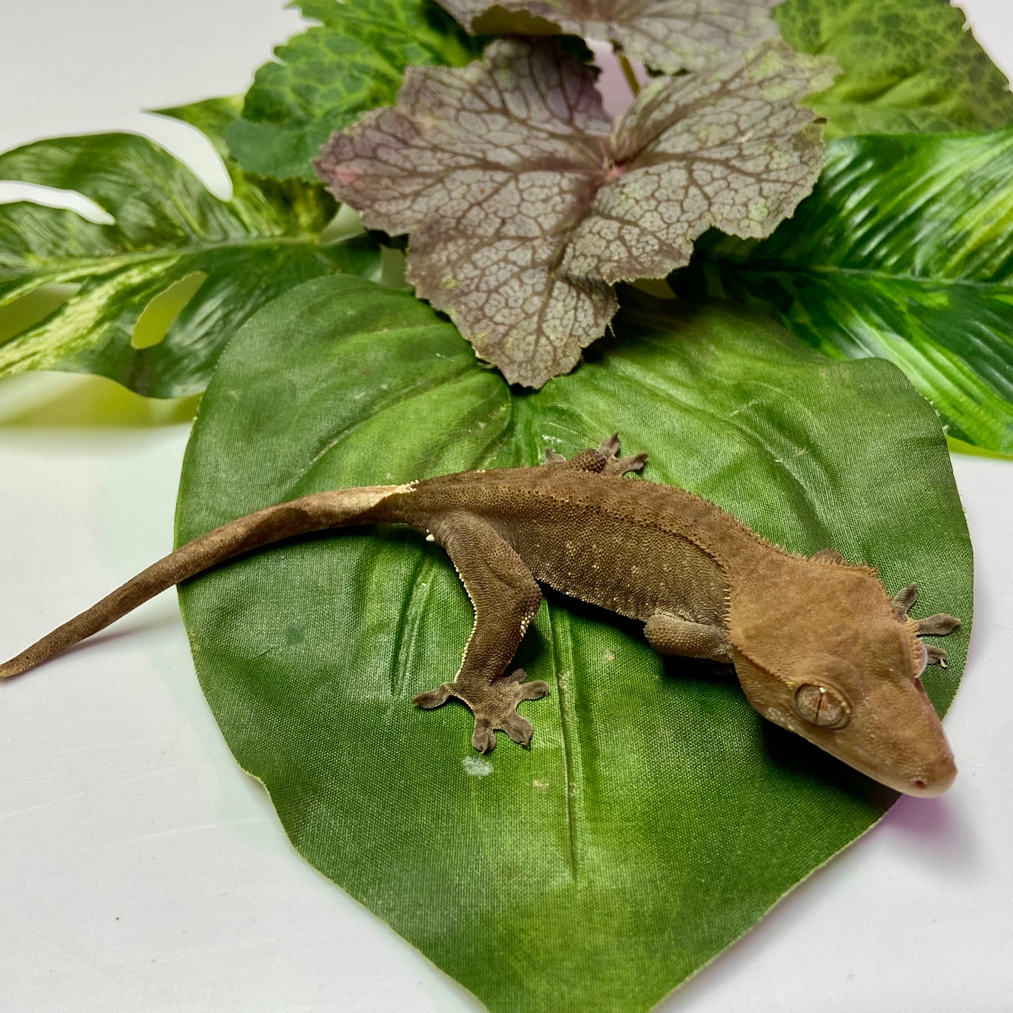 Phantom Crested Gecko 2024 Unsexed 10224-2