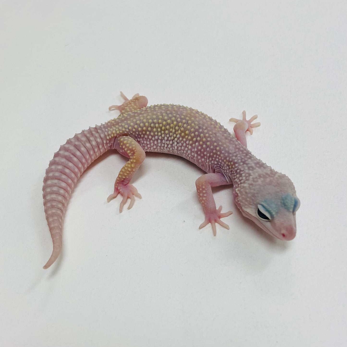 Murphy Patternless Mack Snow Leopard Gecko 2025-169