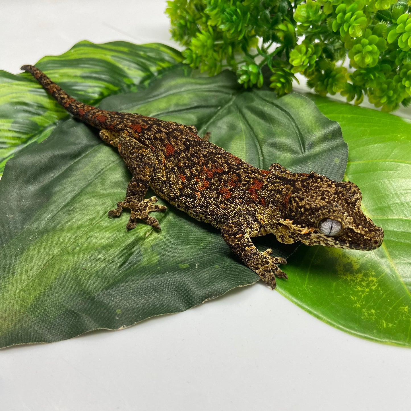 Red Blotched Reticulated Gargoyle Gecko 2021 Male AS01