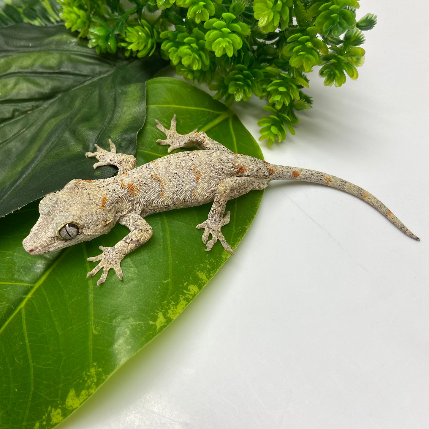 Banded Orange Blotched Reticulated Gargoyle Gecko 2024 Male SL302