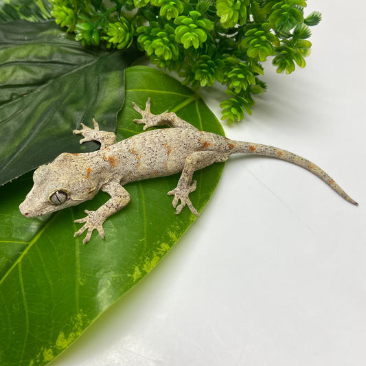 Banded Orange Blotched Reticulated Gargoyle Gecko 2024 Male SL302