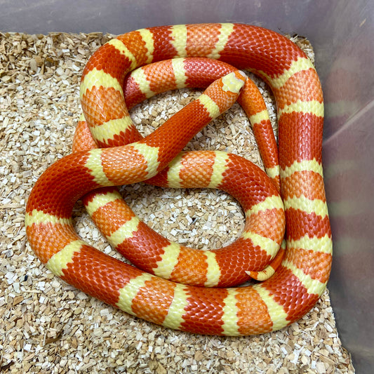 Extreme Albino Tangerine Honduran Milksnake 2023 Female F02