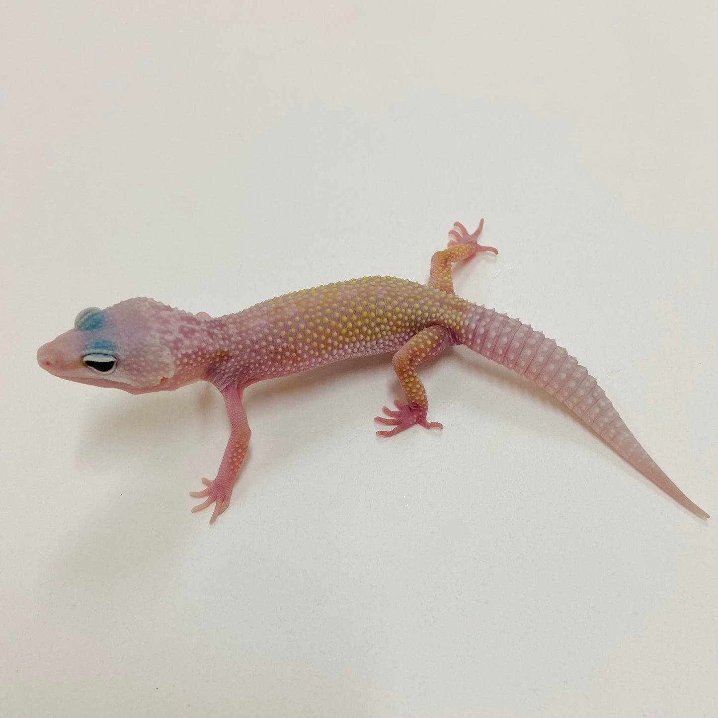 Murphy Patternless Pos MS Leopard Gecko 2025-068