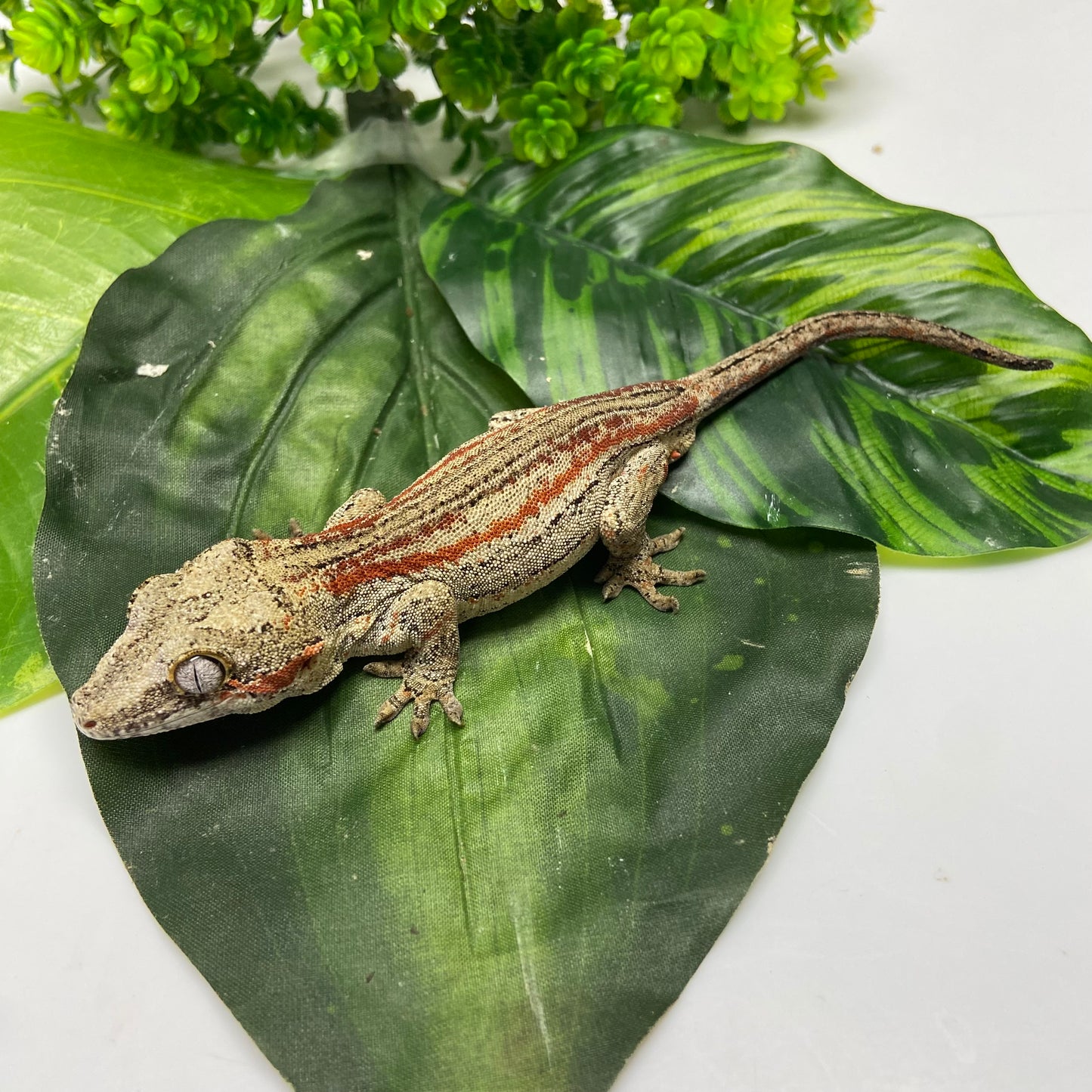 Red/Orange Super Stripe Gargoyle Gecko 2024 Male CH01