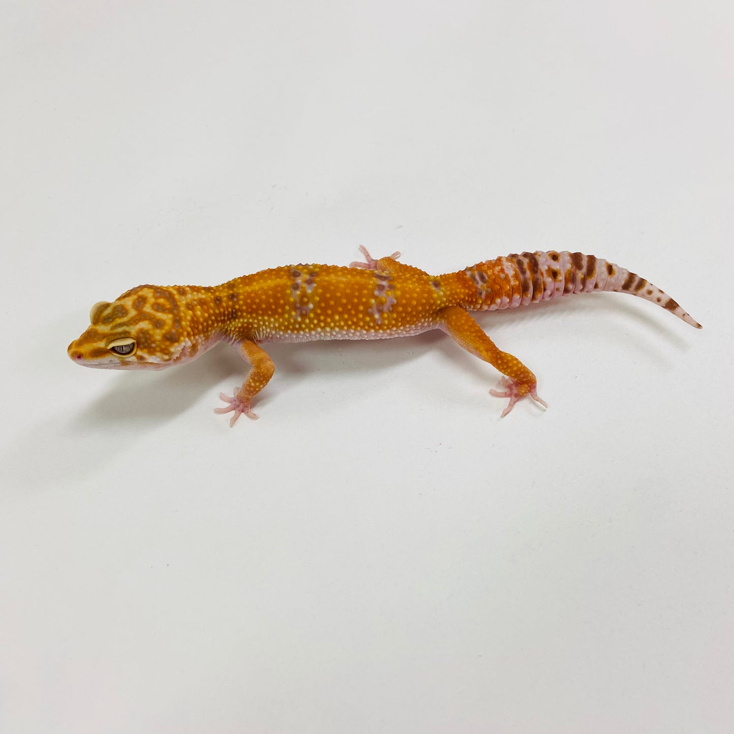 Albino Tremper Tangerine Leopard Gecko Female H-B5-90523-1