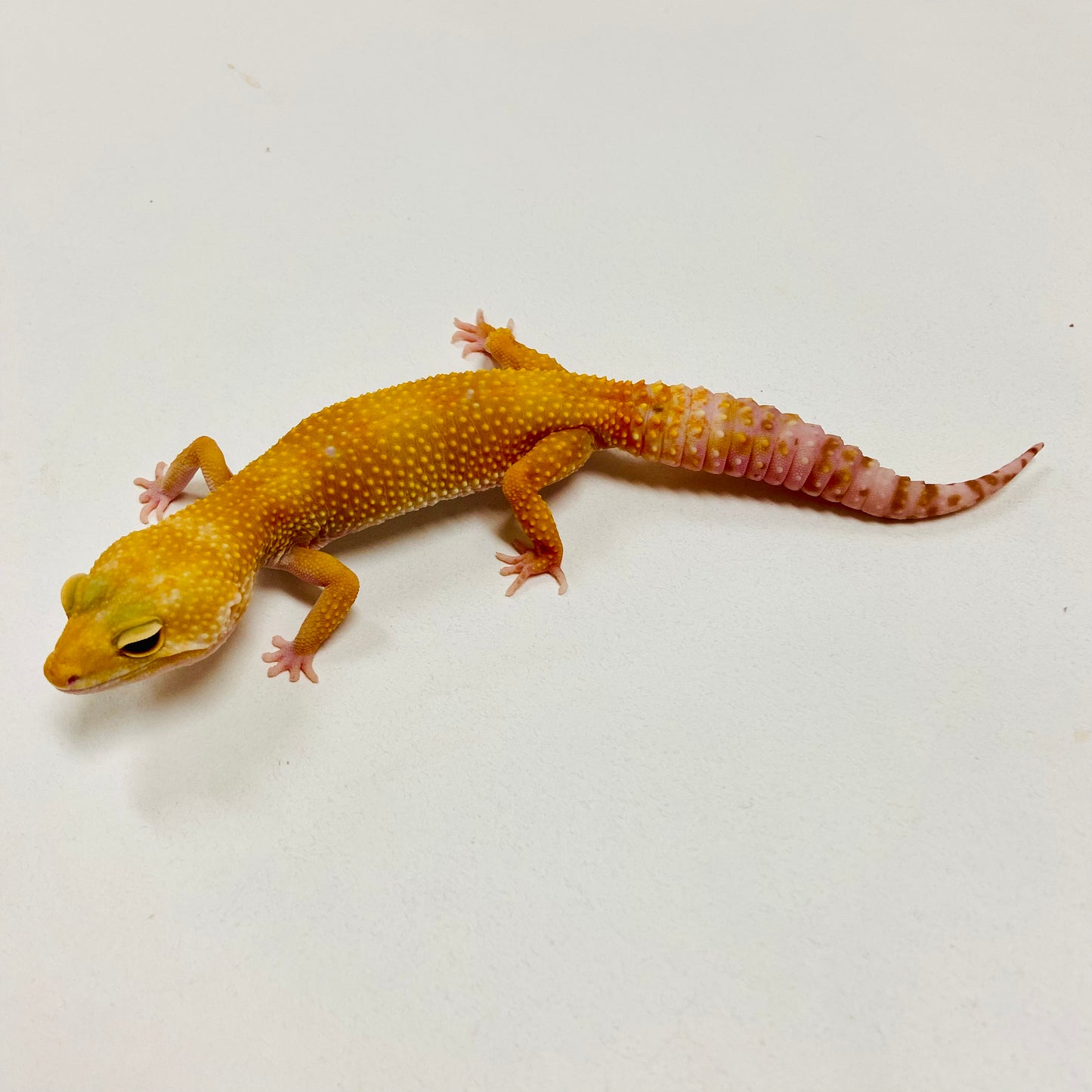 Leopard Gecko Female- Adopt LG09