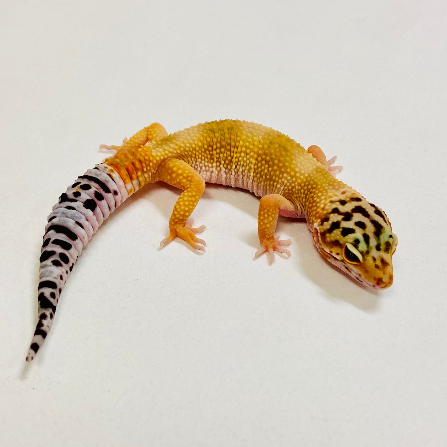 Tangerine Leopard Gecko 2025-110
