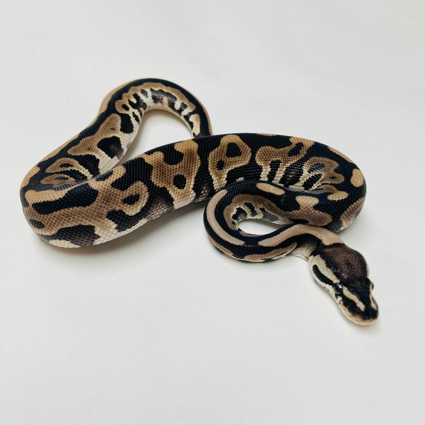 Lori Leopard Ball Python Male 2025M04