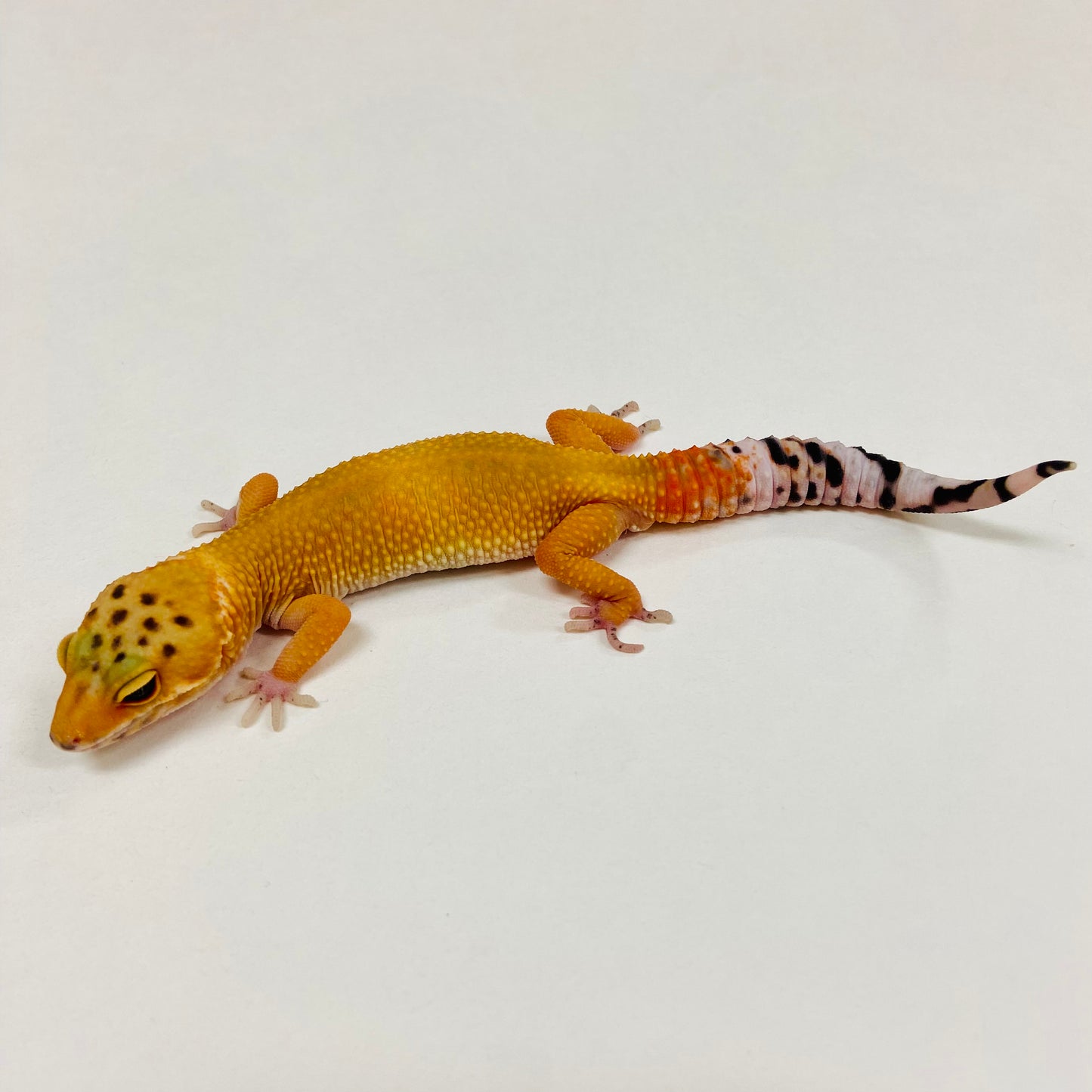 Super Hypo Blood Tangerine Carrot Tail Leopard Gecko Male 2025-099