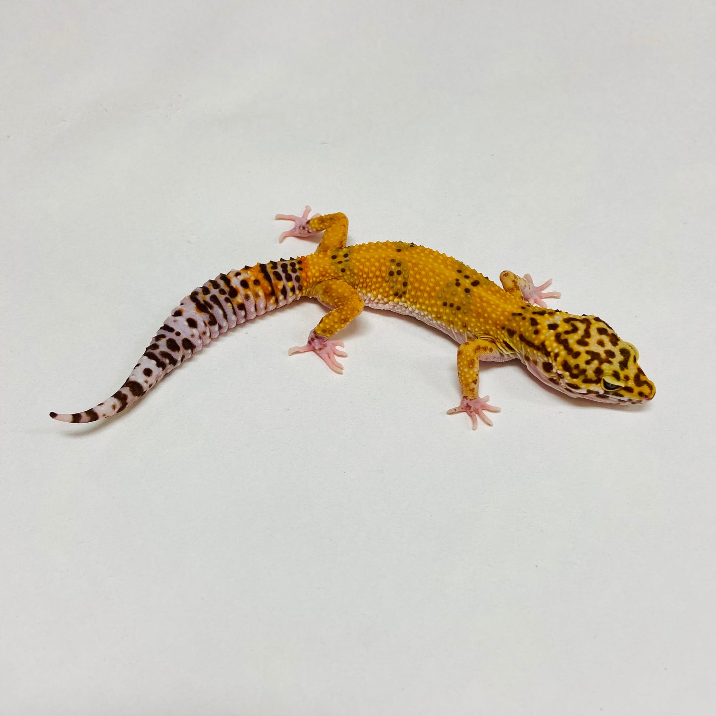 Albino Tremper Tangerine Leopard Gecko Female B-A8-80524-1