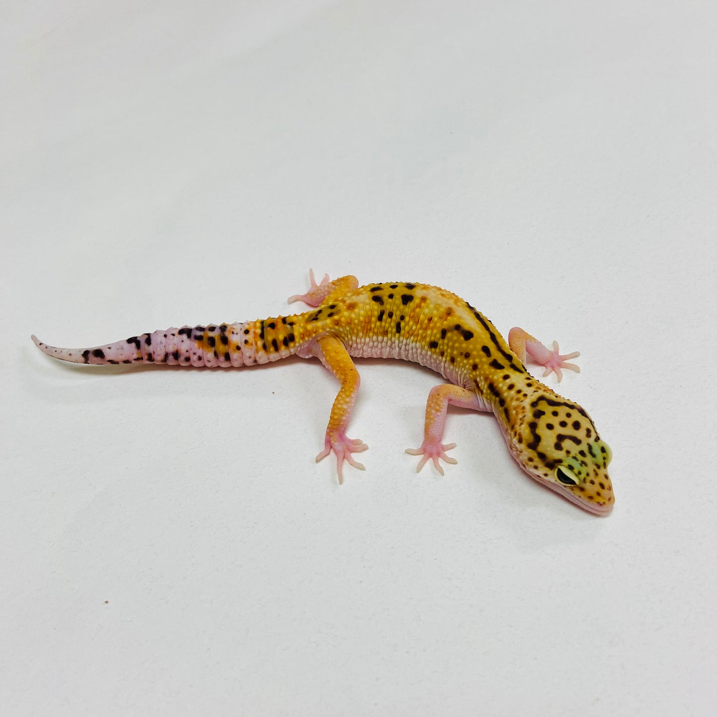 Normal Leopard Gecko Male 2025-158