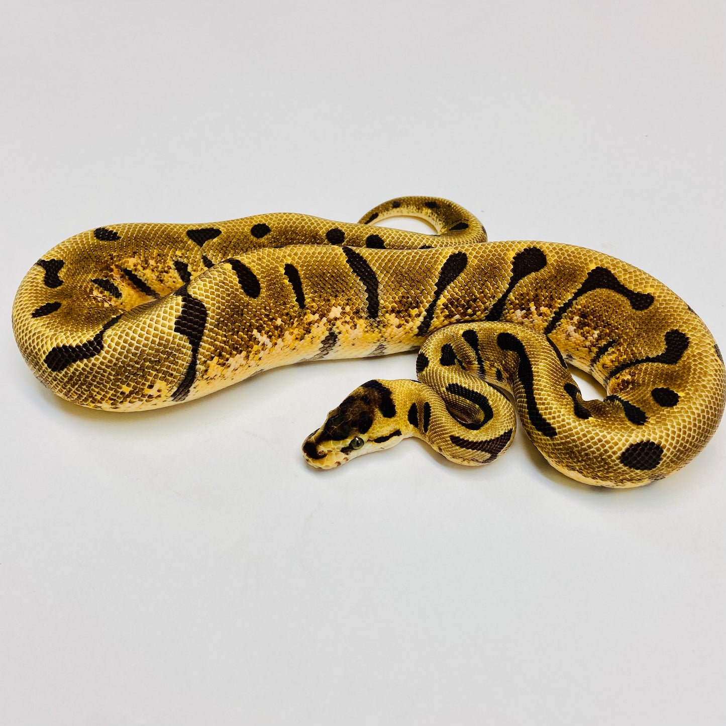 Super Enchi Woma Ball Python - Female #2022F01