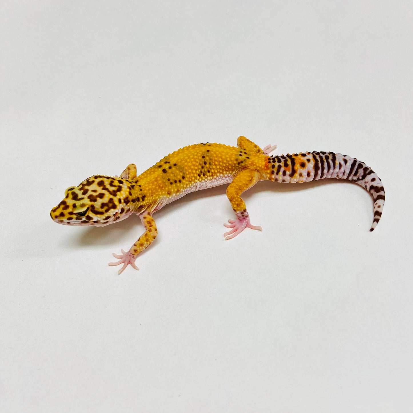 Albino Tremper Tangerine Leopard Gecko Female B-A8-80524-1