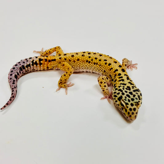 Normal Leopard Gecko Male F-H2-91521-1