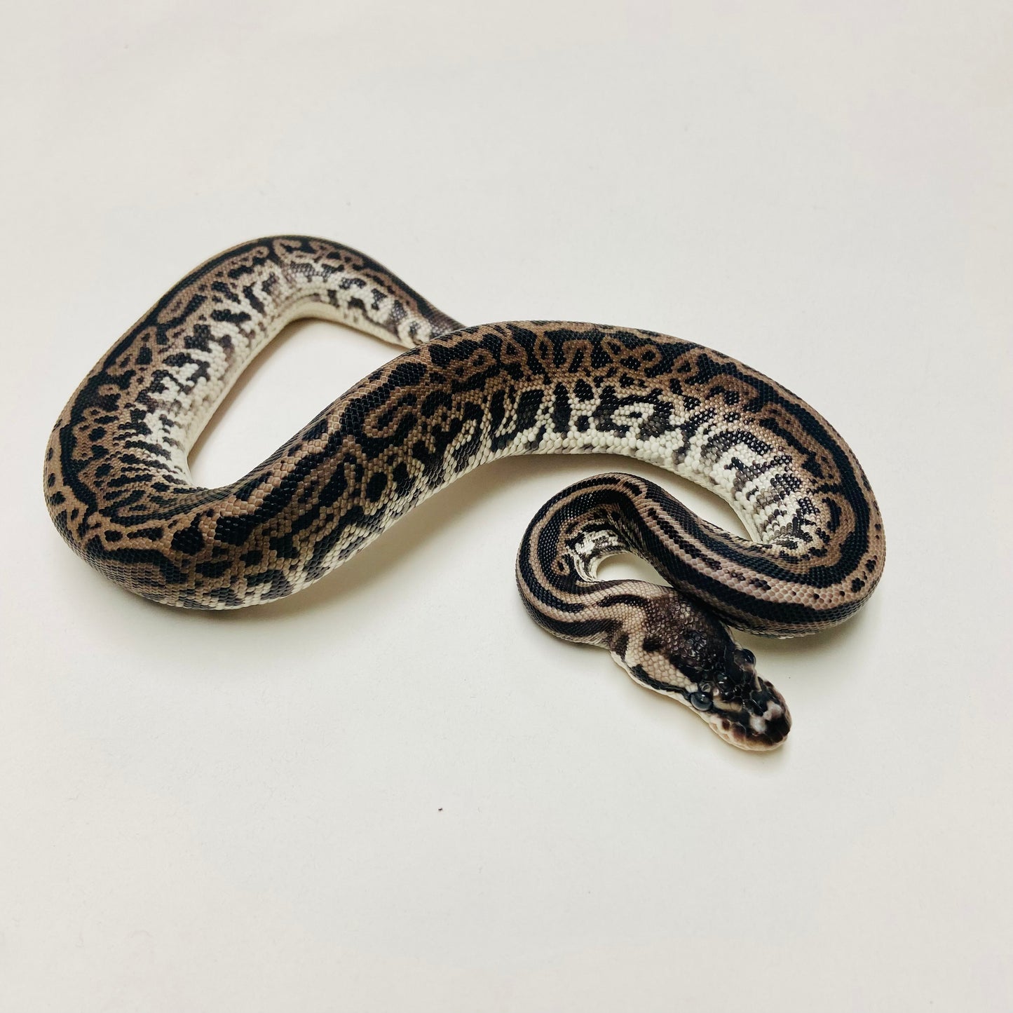 Super Lori Leopard Ball Python Male 2025M01