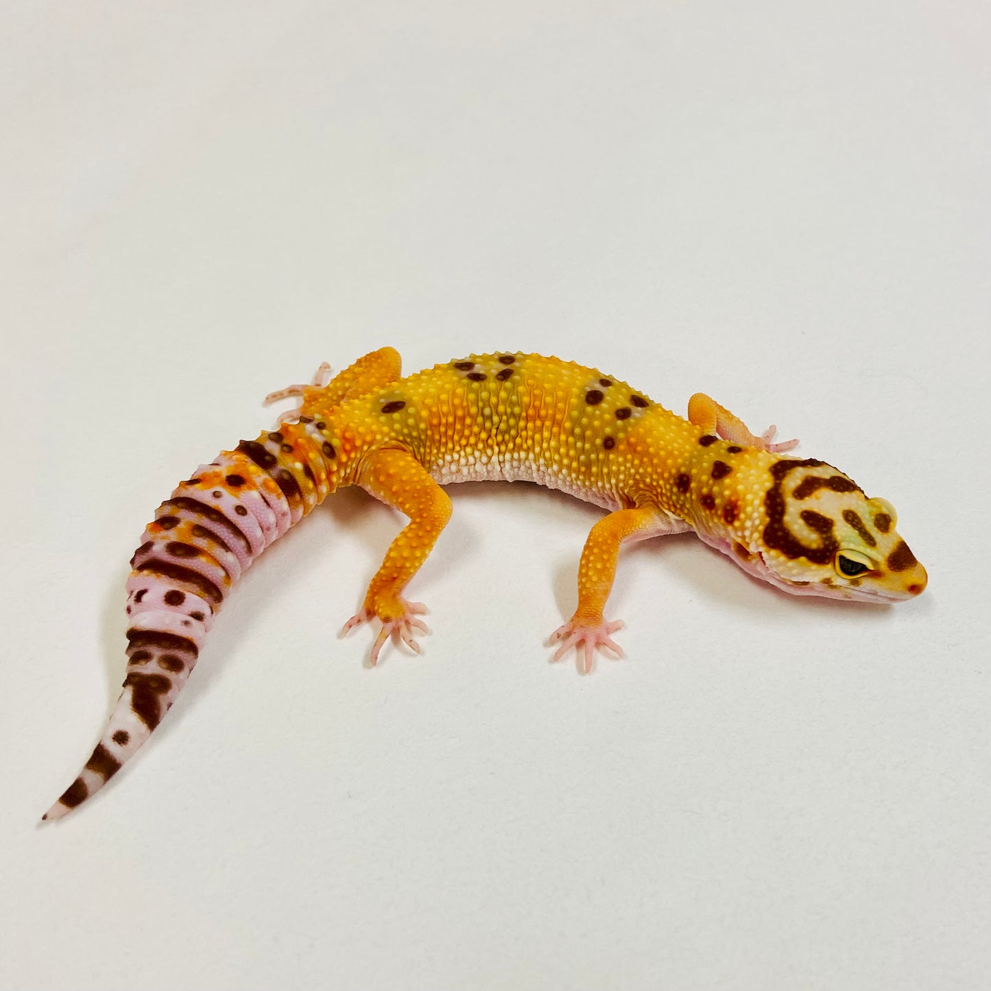 Tangerine Raptor Leopard Gecko Female 2025-031