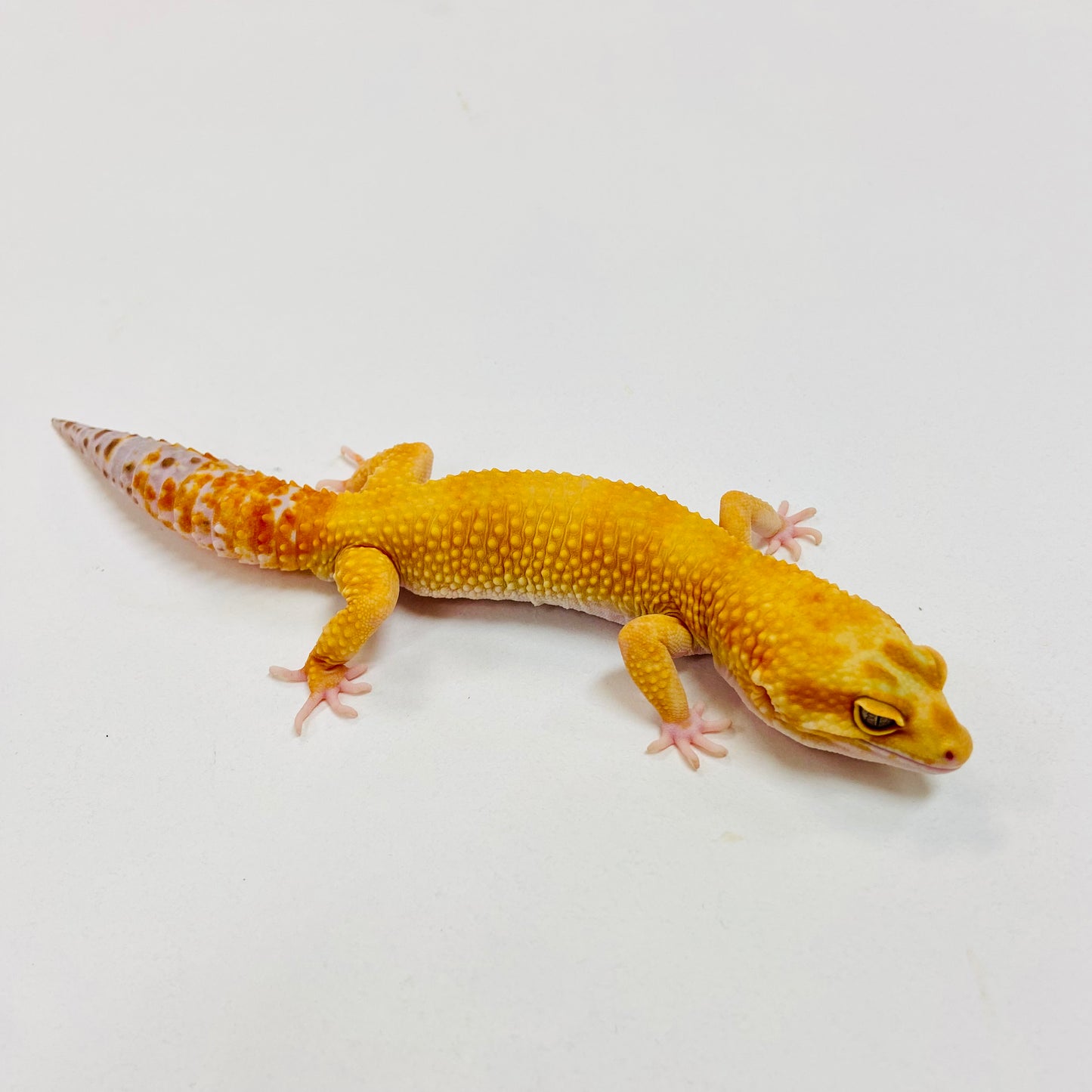 Hypo Albino Tremper Tangerine Leopard Gecko Male I-B5-73123-1