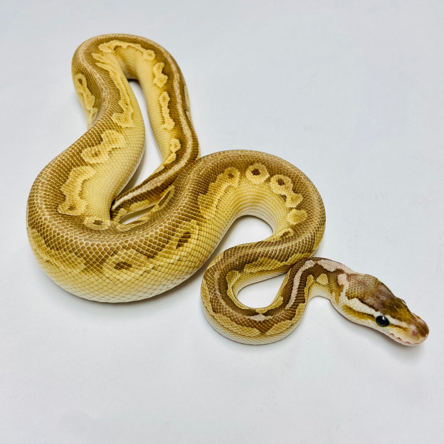 Pastel Cinnamon Lesser Het Clown Ball Python - Male #2022M01