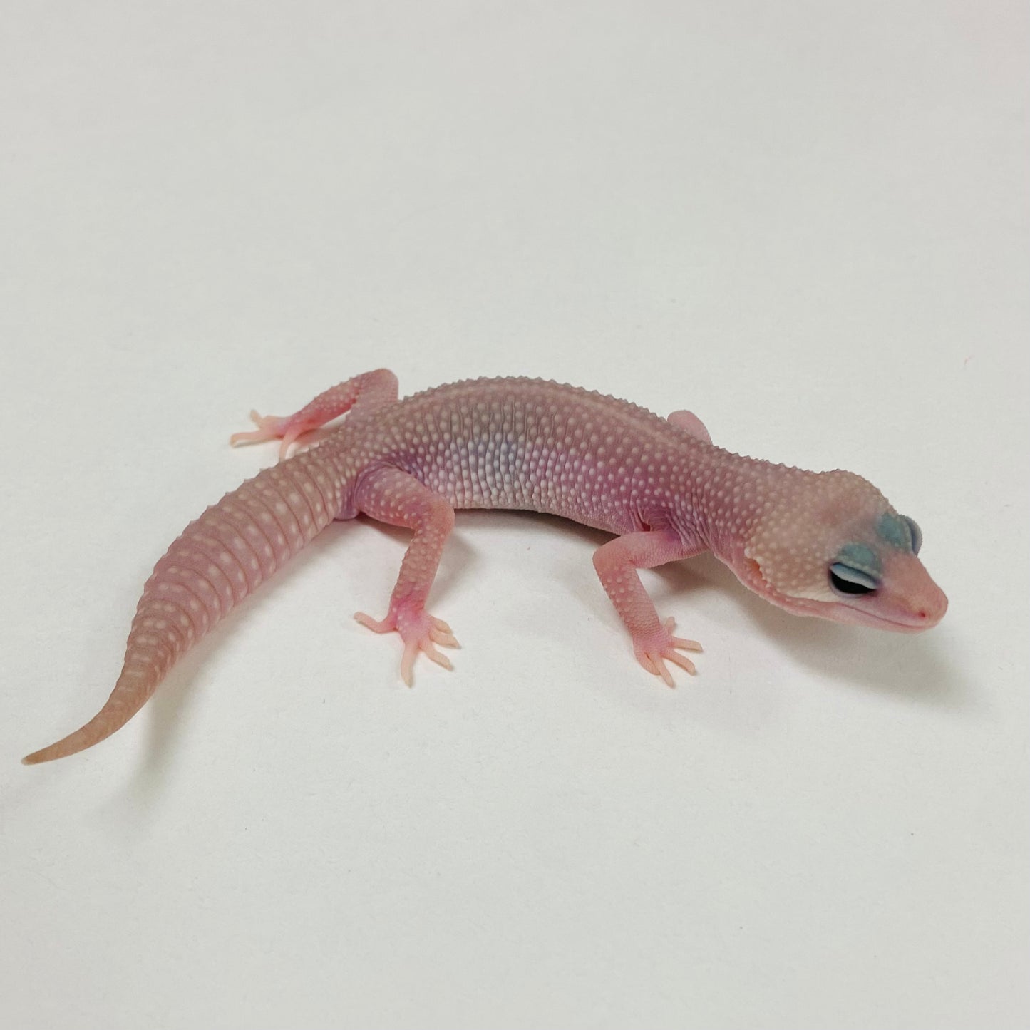 Super Snow Murphy Patternless Male Leopard Gecko 2025-105