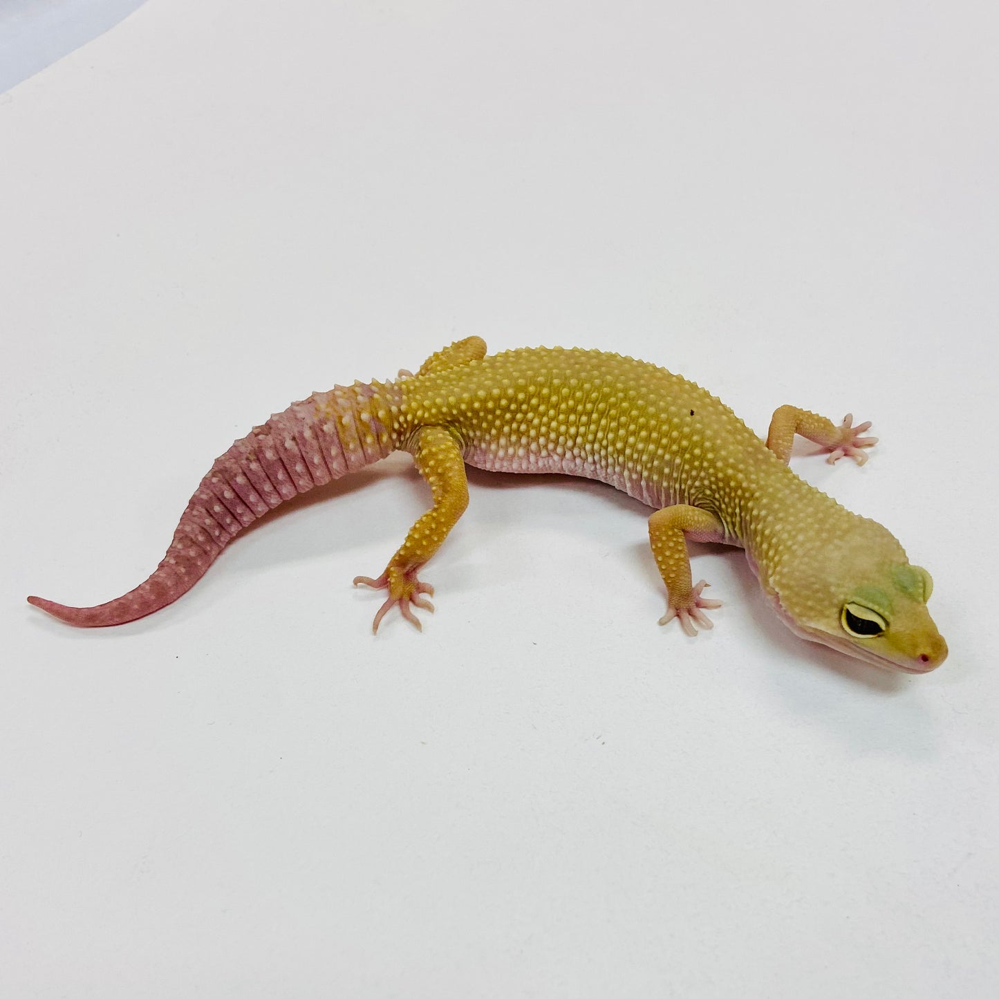 Murphy Patternless Leopard Gecko Female I-I4-81823-1