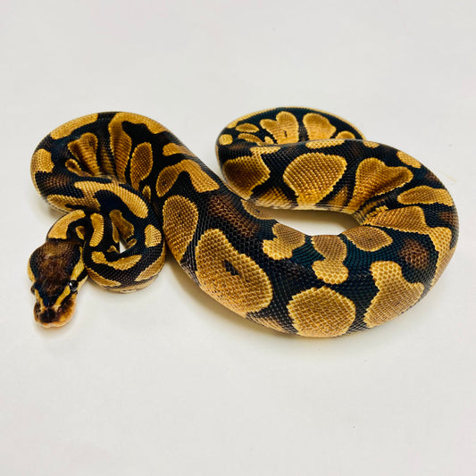 Orange Dream Yellowbelly Ball Python- Female #2023F01