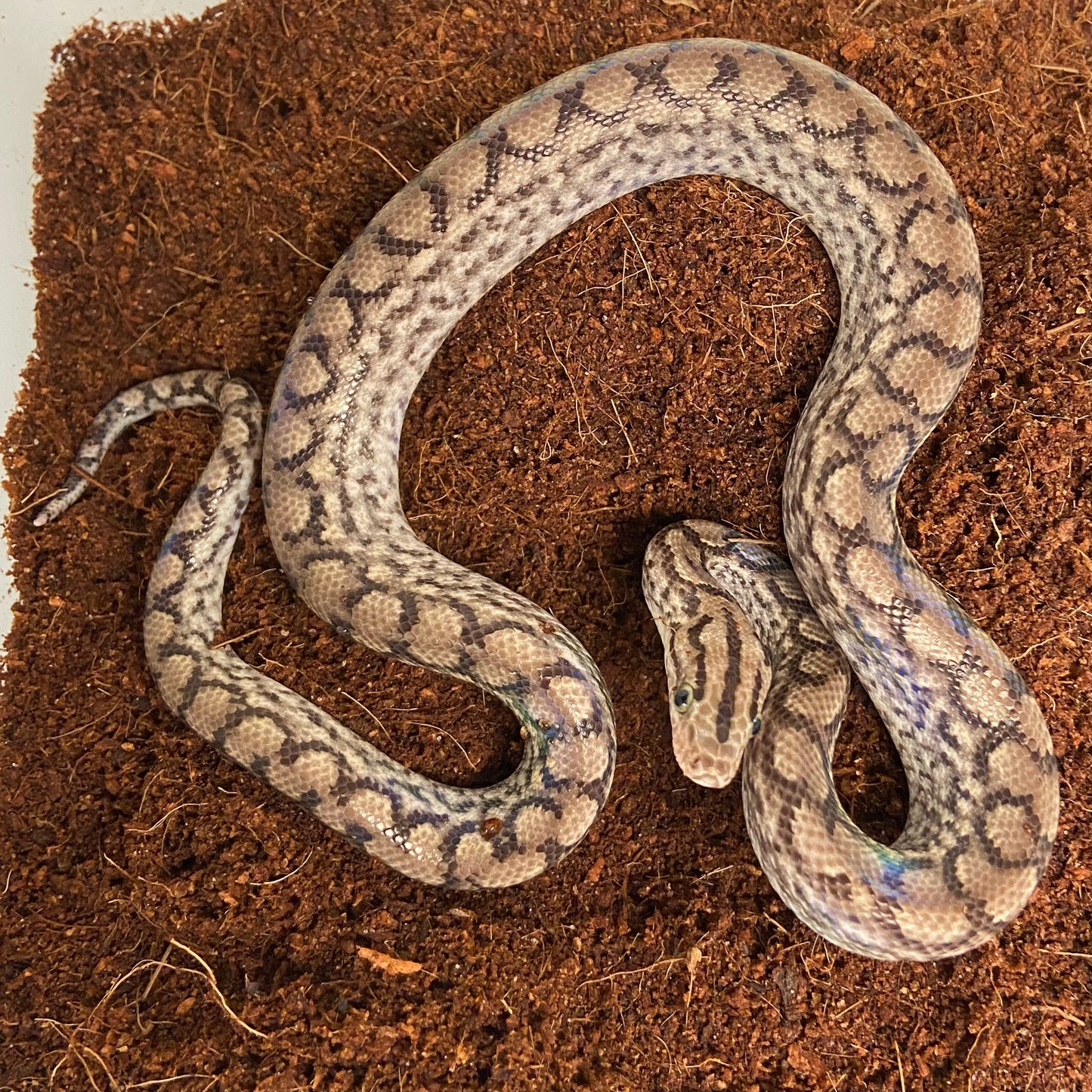 Colombian Rainbow Boa 2025 Male M08