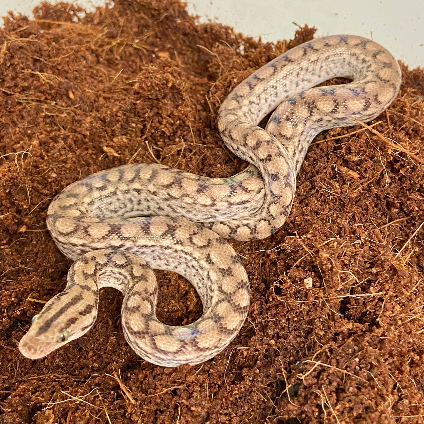 Colombian Rainbow Boa 2025 Female F08