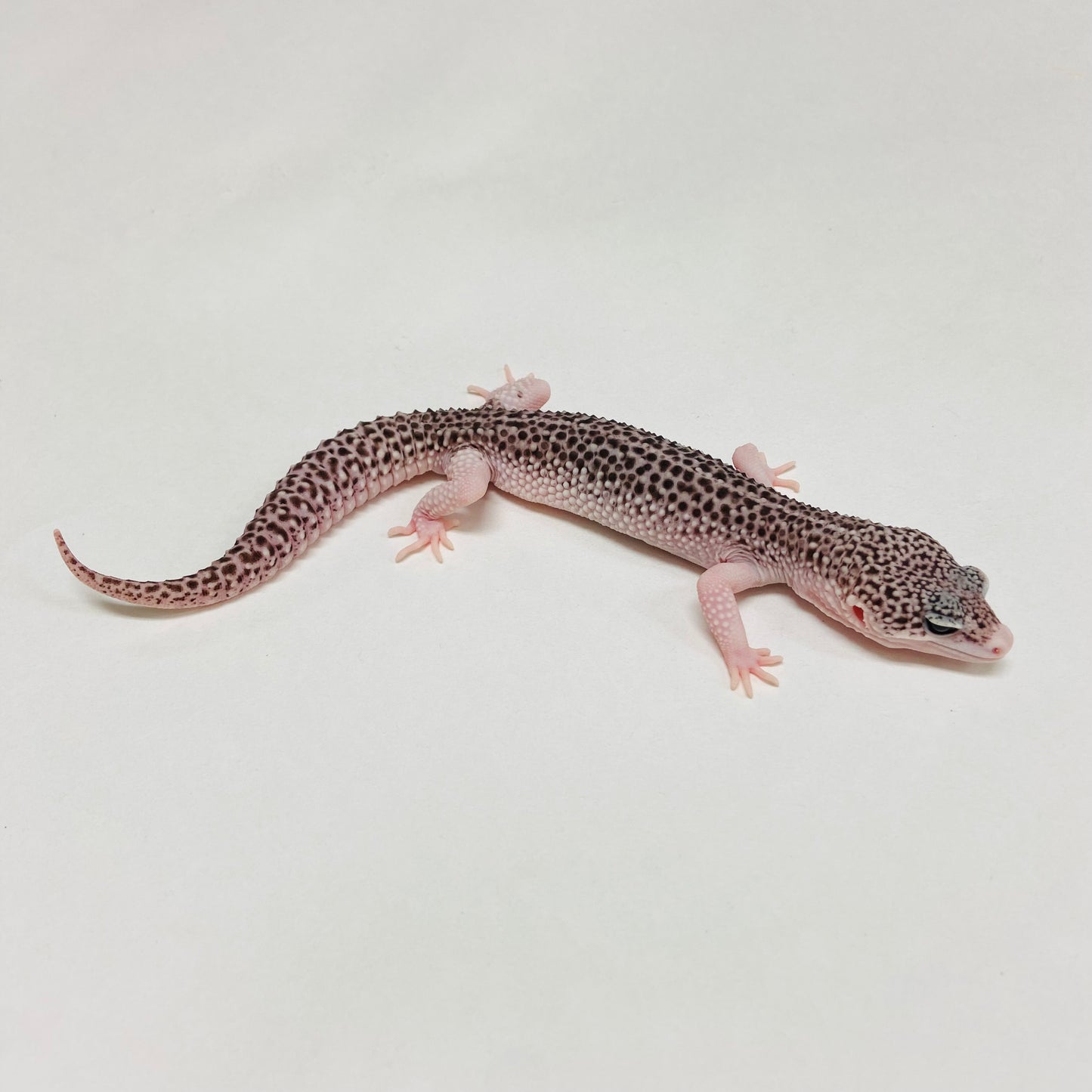 Super Snow Eclipse Leopard Gecko Male B-A10-80824-1