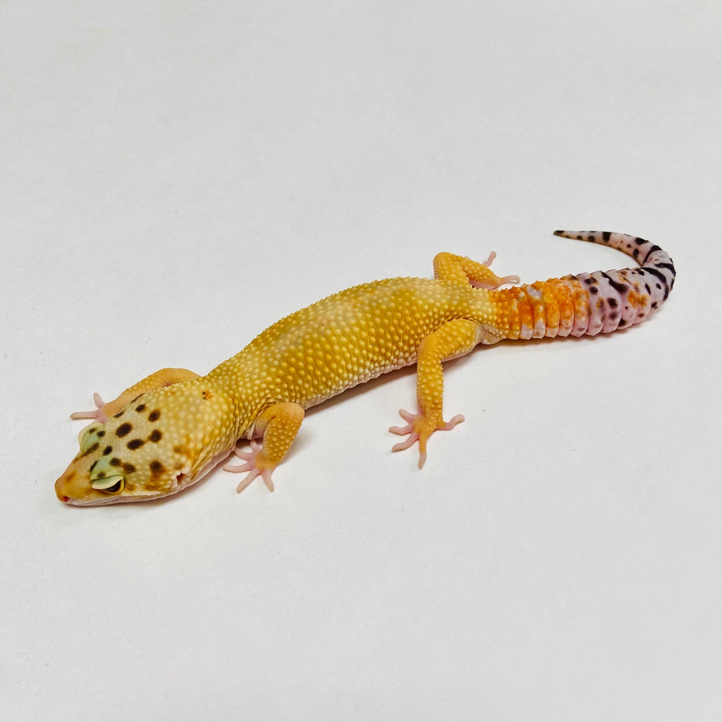 Super Hypo Tangerine Carrot Tail W/Y Leopard Gecko Male B-B5-90524-1