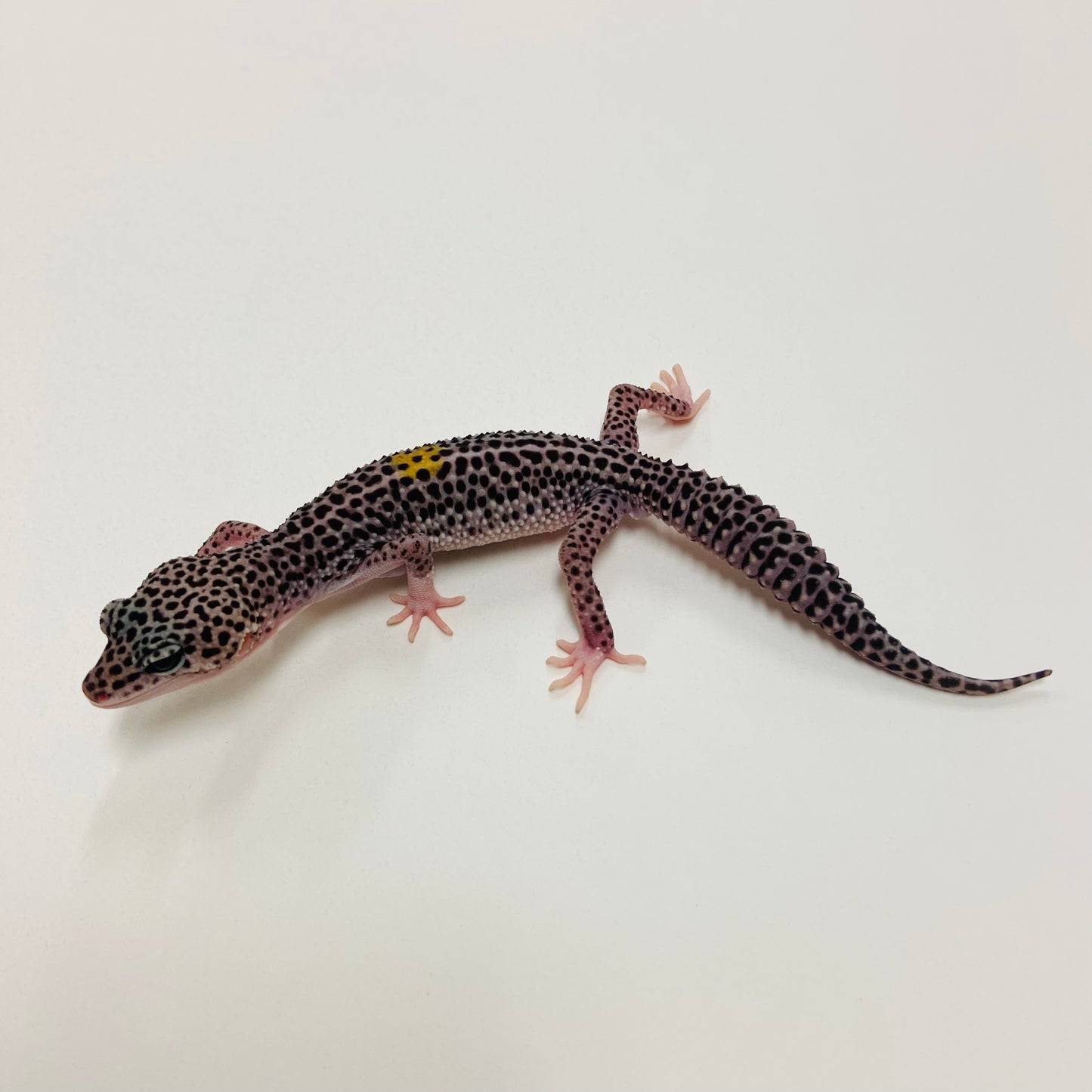 Dark Super Snow w/ Paradox Leopard Gecko Male 2025-126