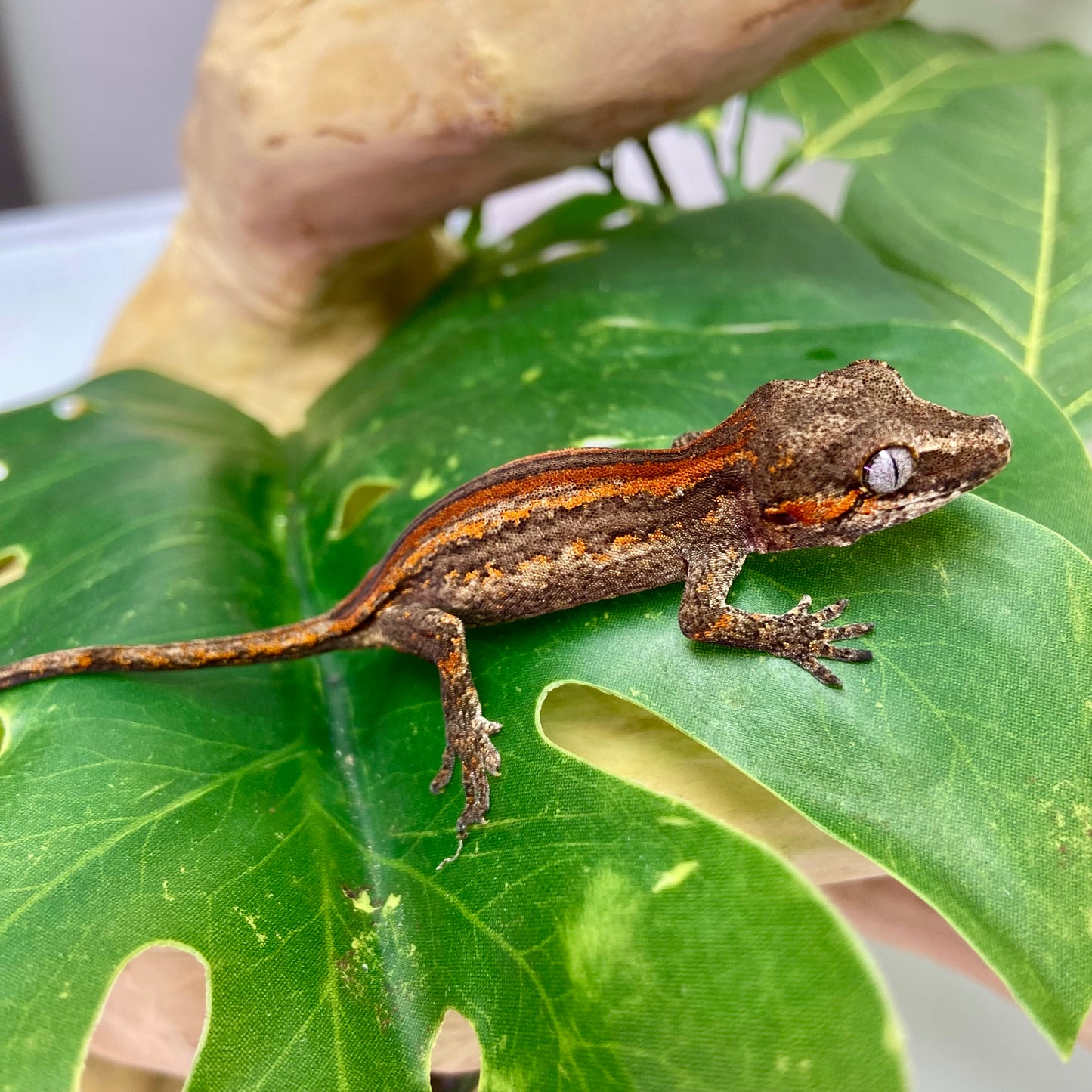 Red/Orange Stripe Gargoyle Gecko 2025 Unsexed 101425-09
