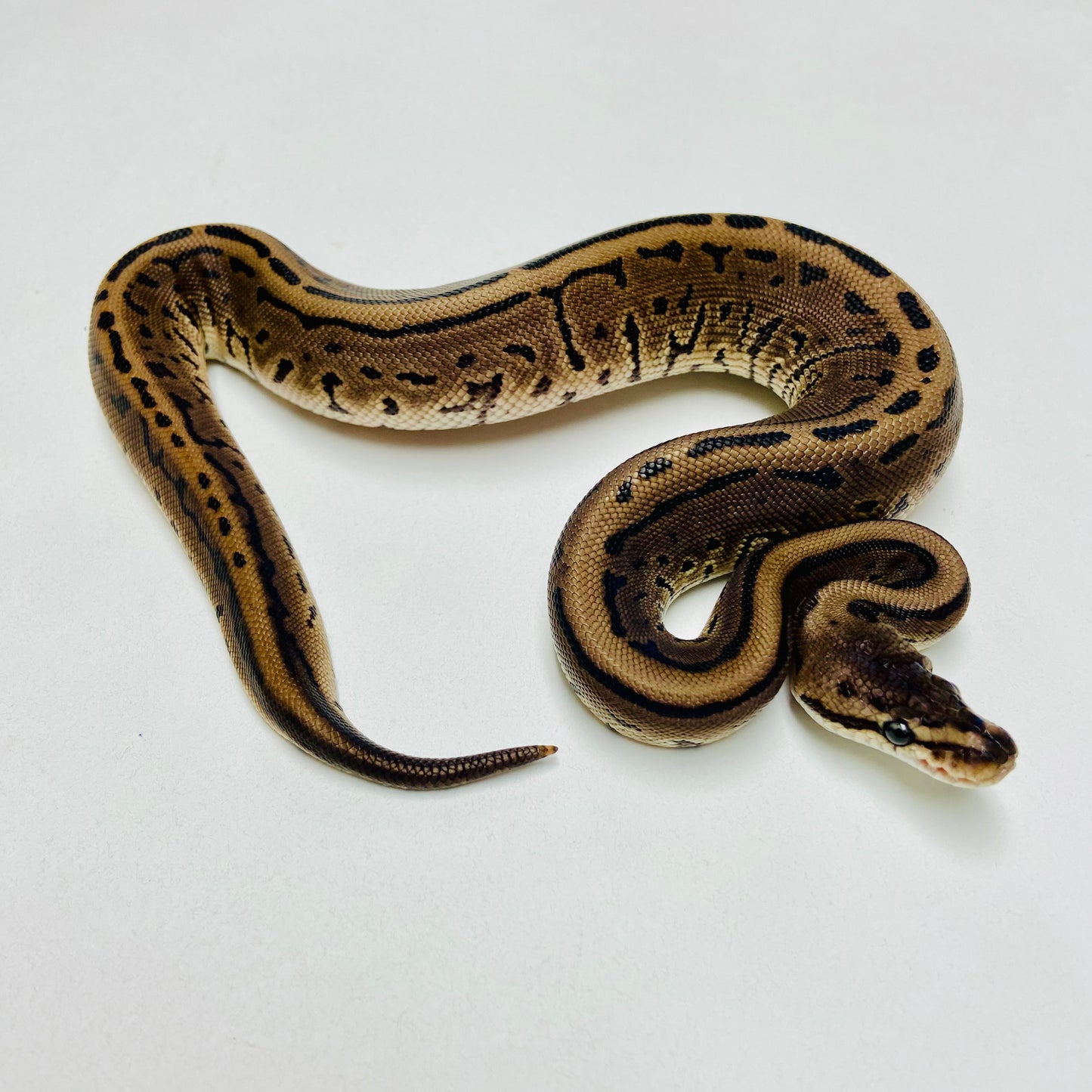 Lori Leopard Pinstripe Ball Python Female 2025F01