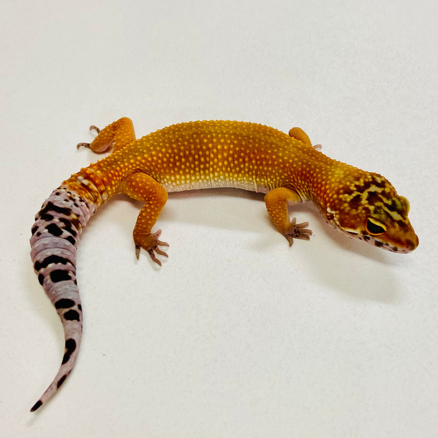 Tangerine Leopard Gecko Female 2025-174