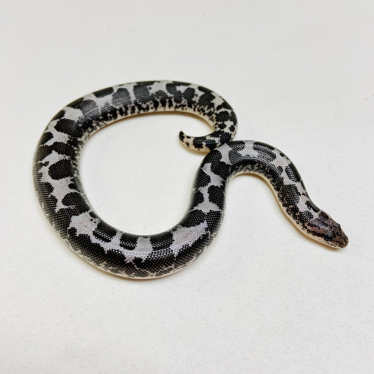 Anerythristic Kenyan Sand Boa 2023 Female F02