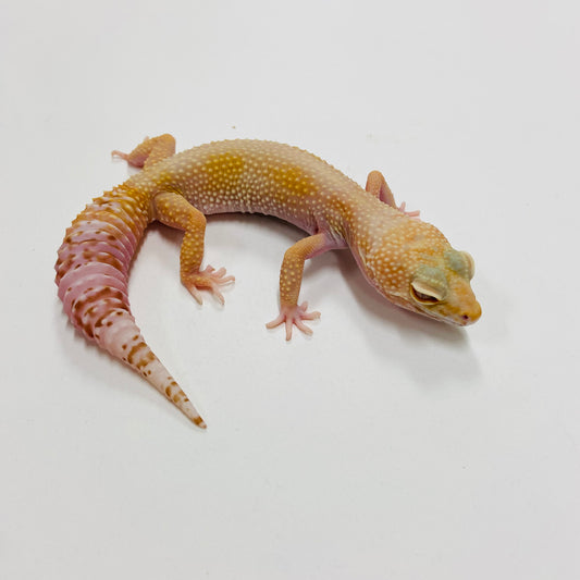 Sunglow Bell W/Y Leopard Gecko Female F-F10-80420-2