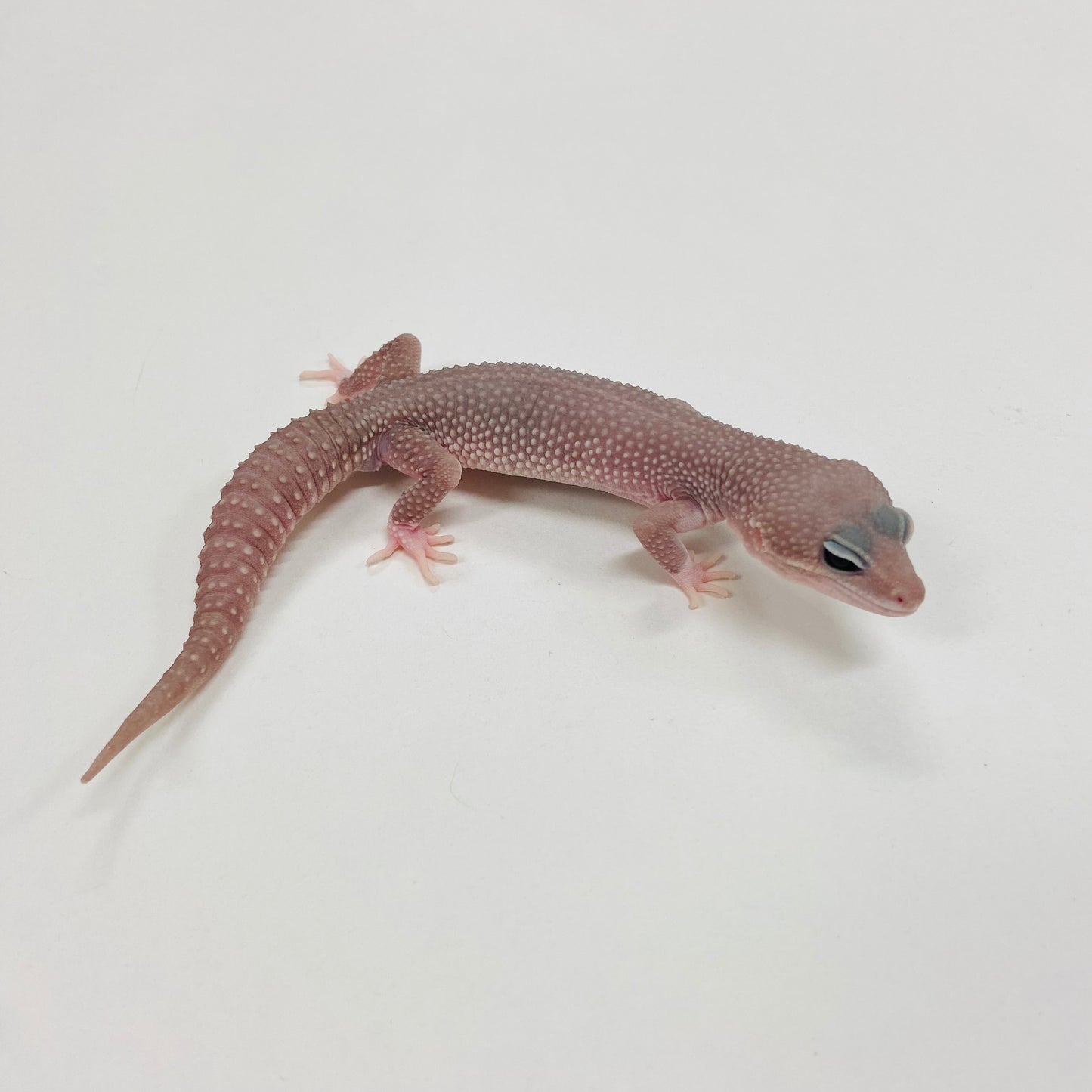 Super Snow Murphy Patternless Leopard Gecko Male F-C2-81524-1