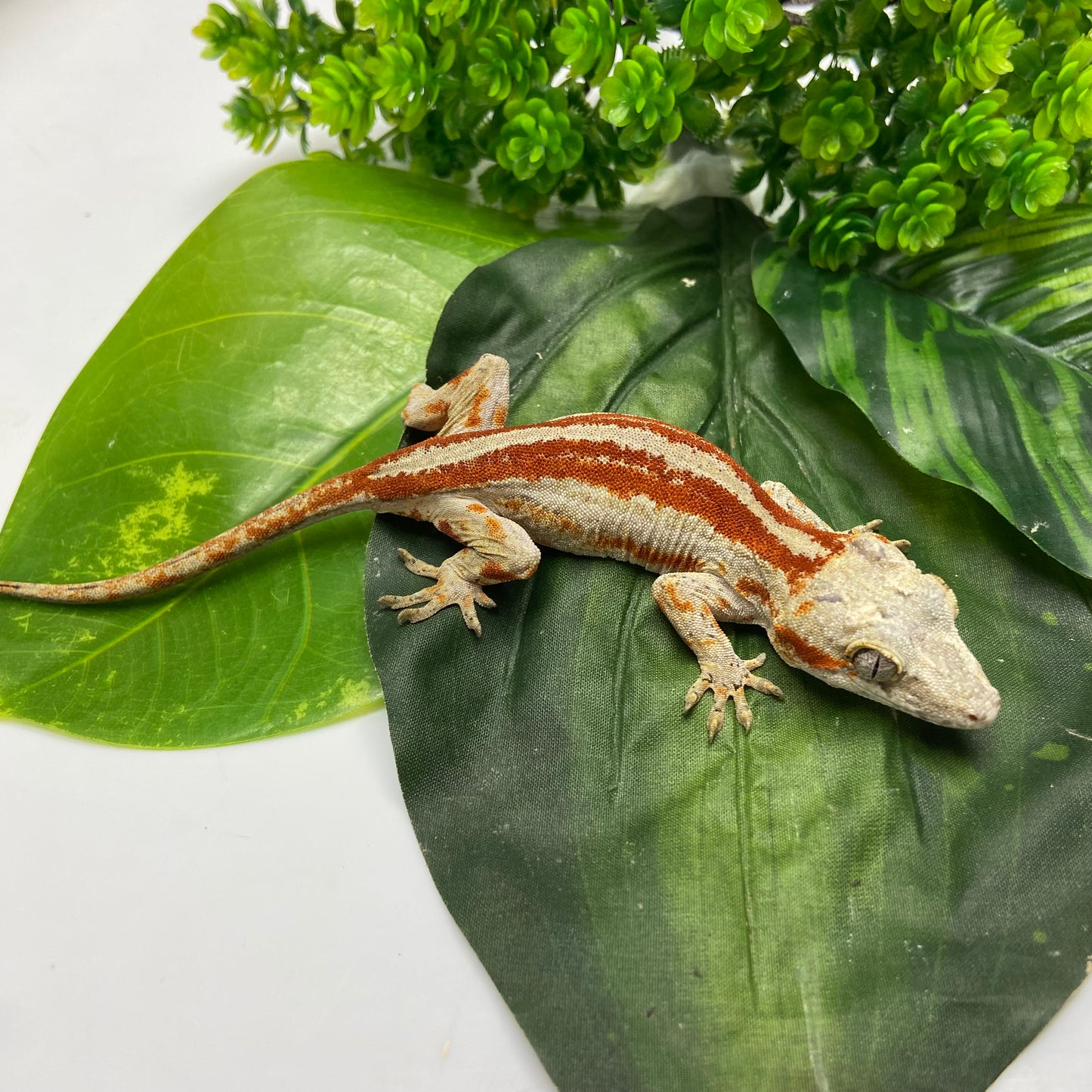 Red/Orange Super Stripe Gargoyle Gecko 2024 Female MT01