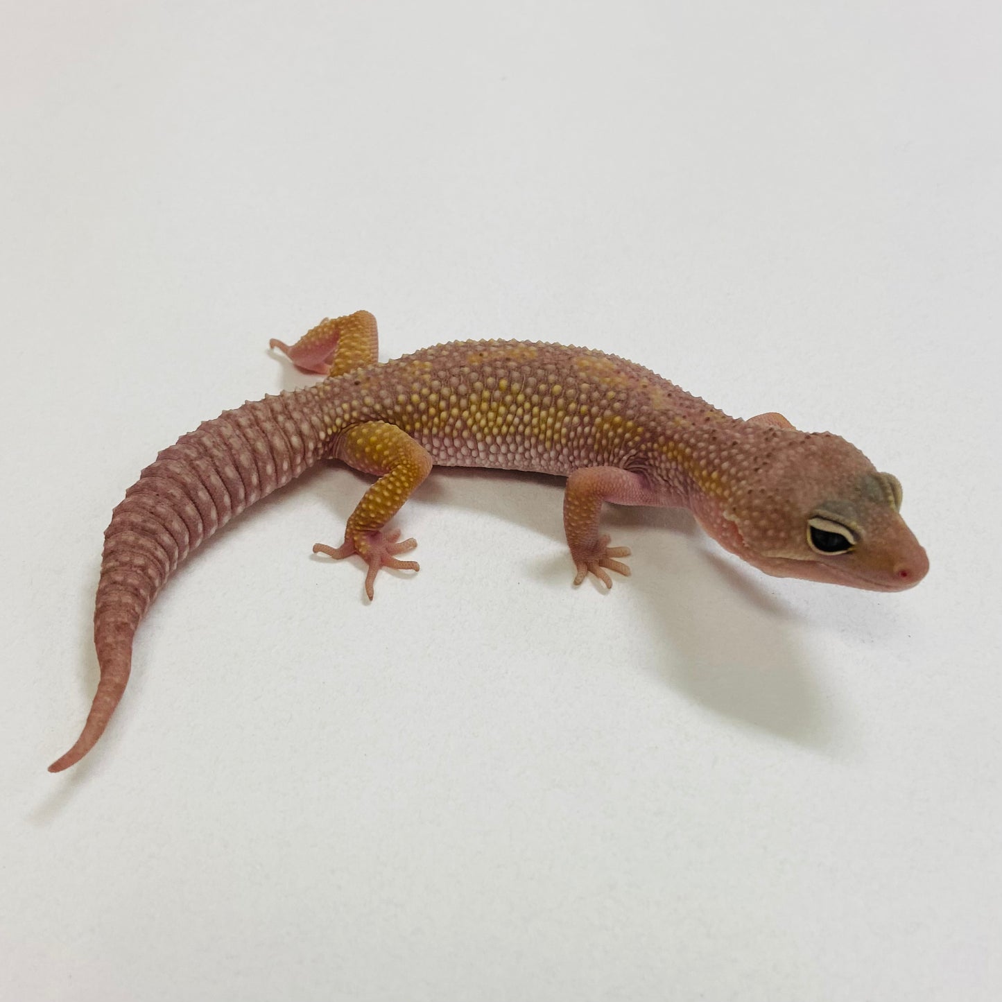 Murphy Patternless Pos MS Female Leopard Gecko 2025-109