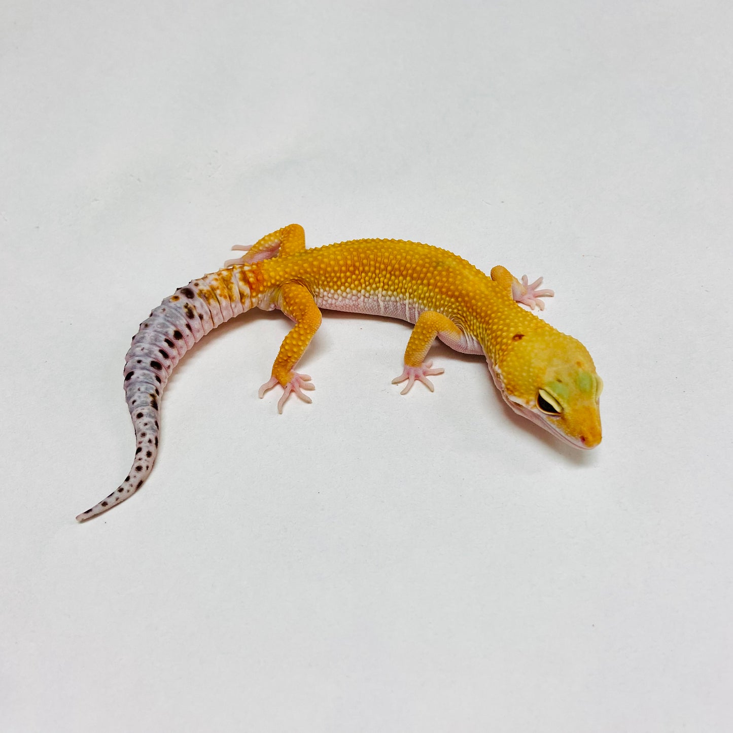 Super Hypo Tangerine W/Y Leopard Gecko Male B-B7-90324-1
