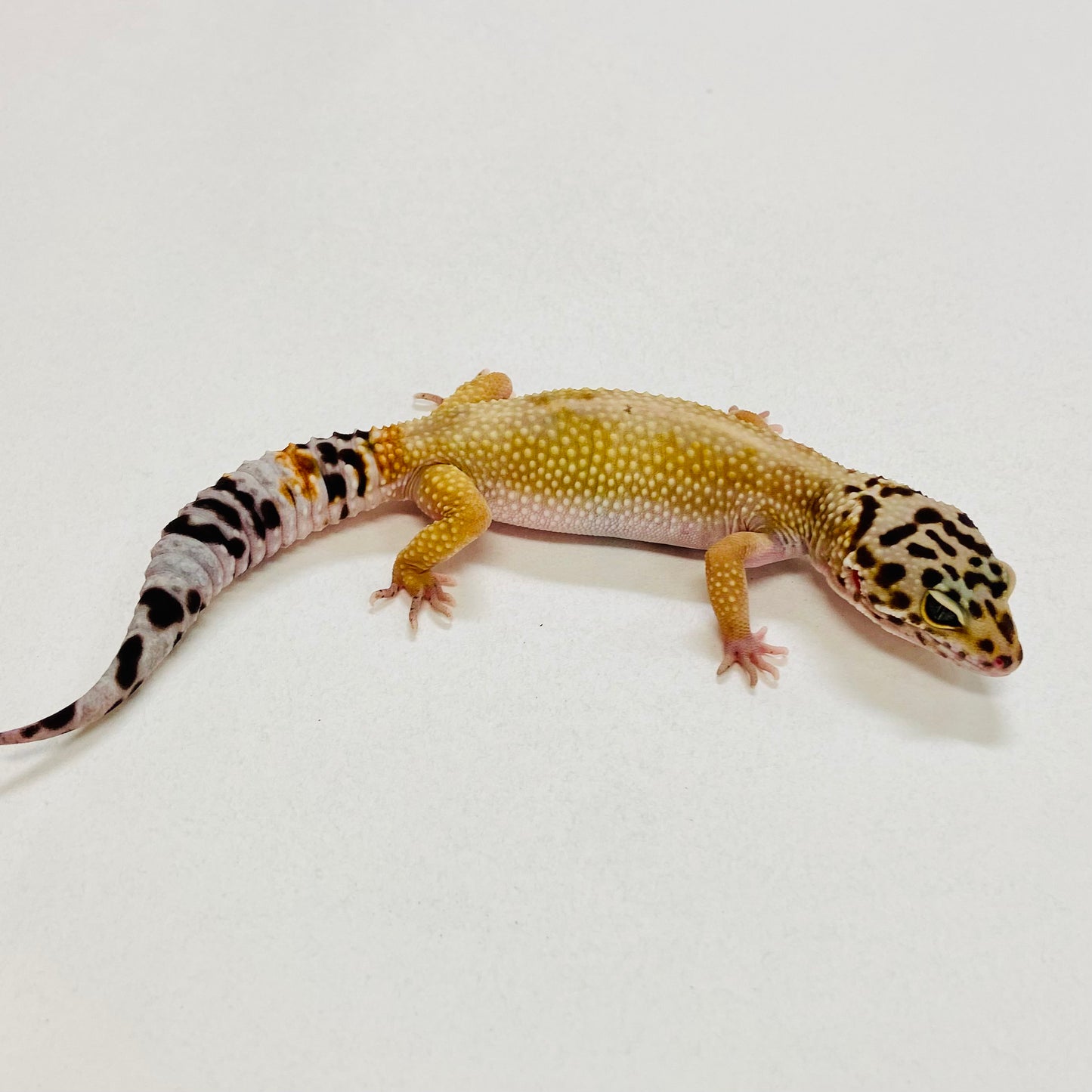 Tangerine Leopard Gecko Female 2025-116