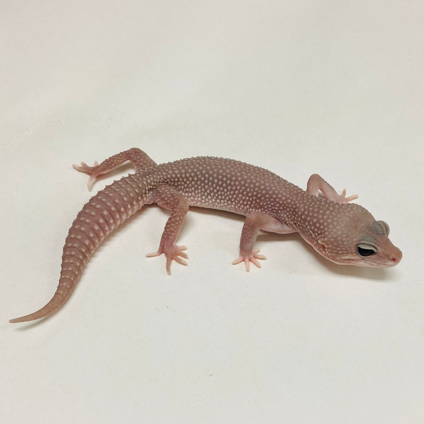 Super Snow Murphy Patternless Leopard Gecko Male B-C2-71324-1
