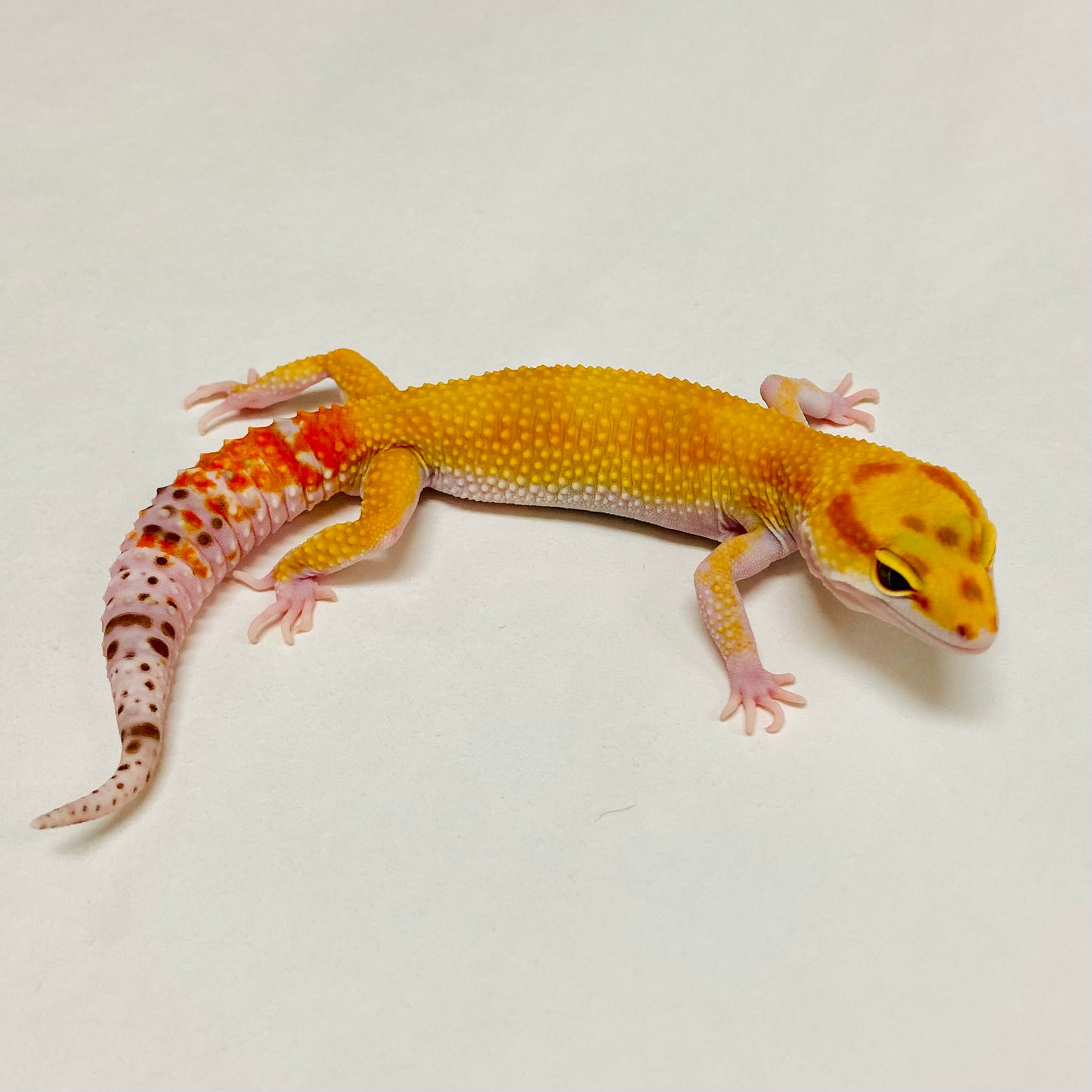 Raptor W/Y Leopard Gecko Male A-A8-101524-1